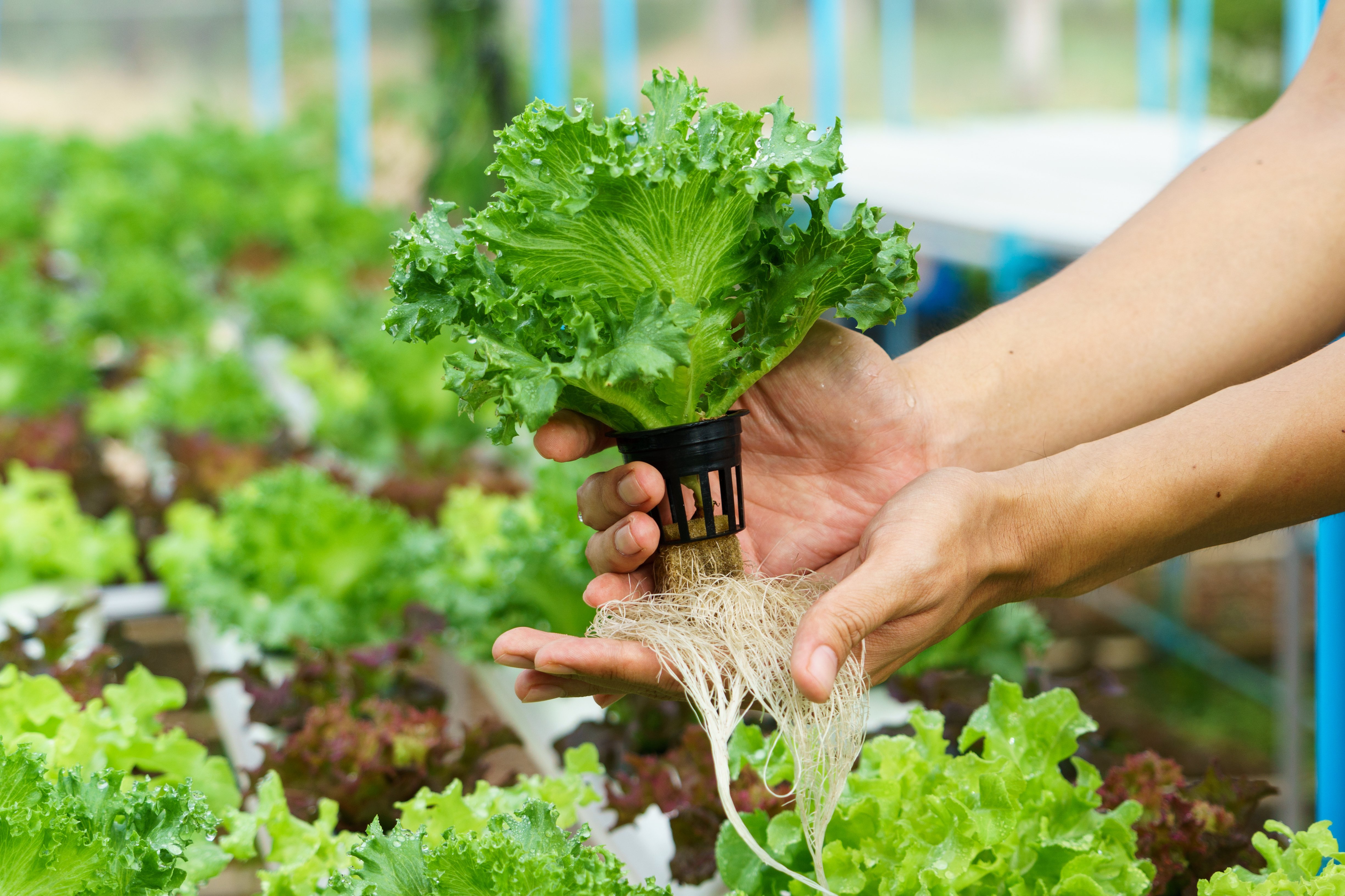 Healthy roots of a leafy green grown hydroponically