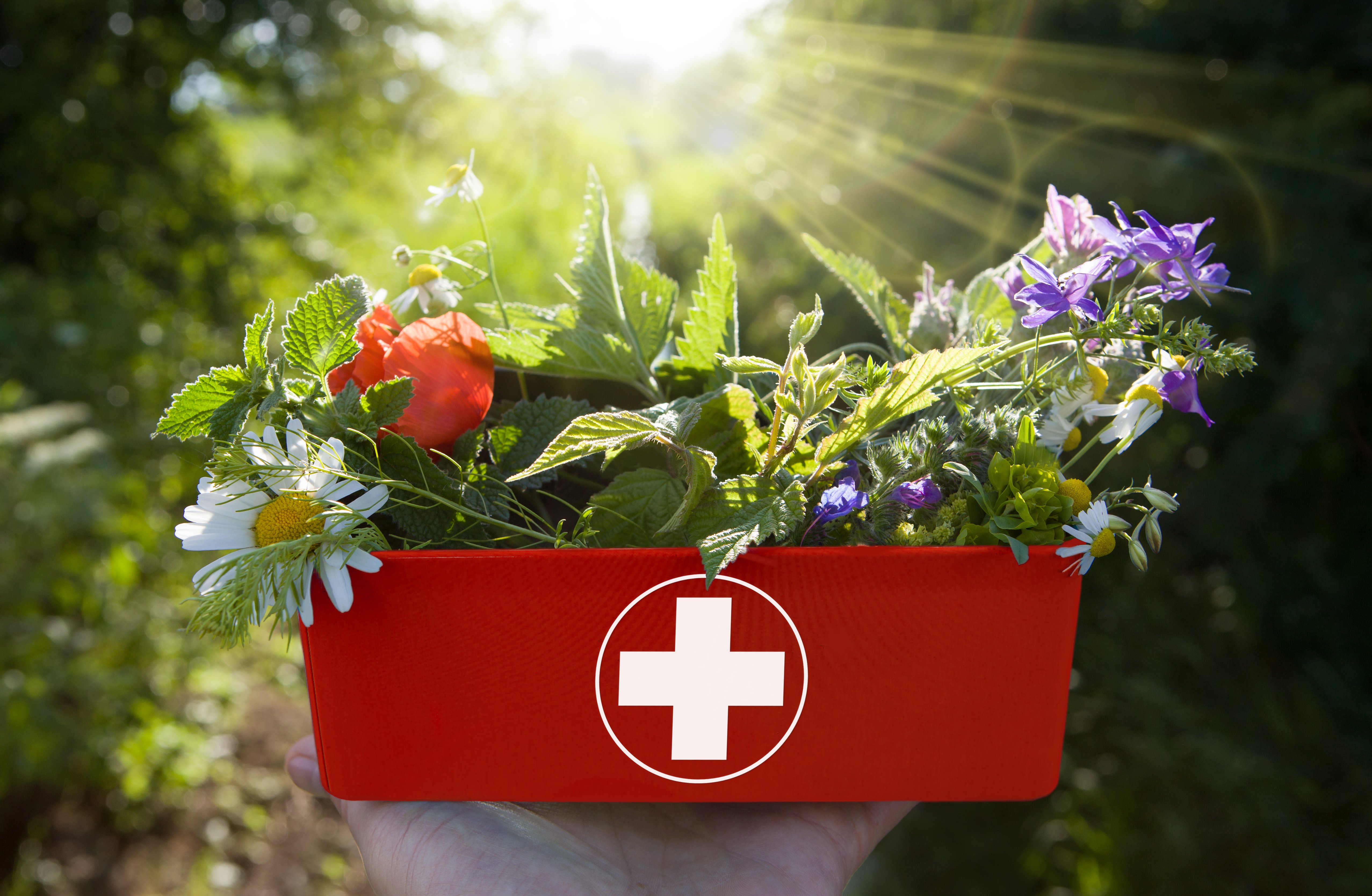 First aid kit filled with plants