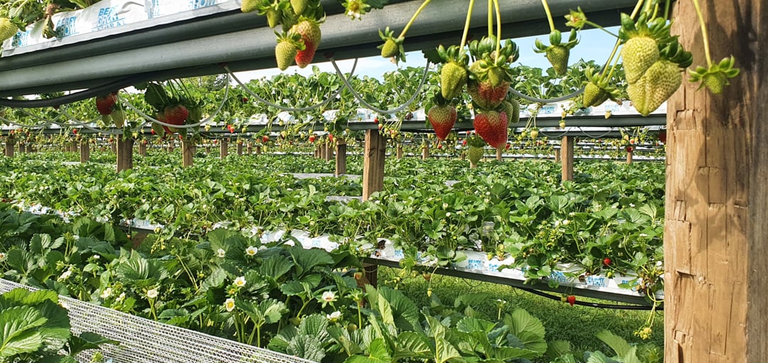 Strawberries growing at Black Stump Berry Farm