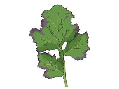 Phosphorus deficiency in plants