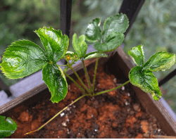 How to identify and treat a calcium deficiency in plants