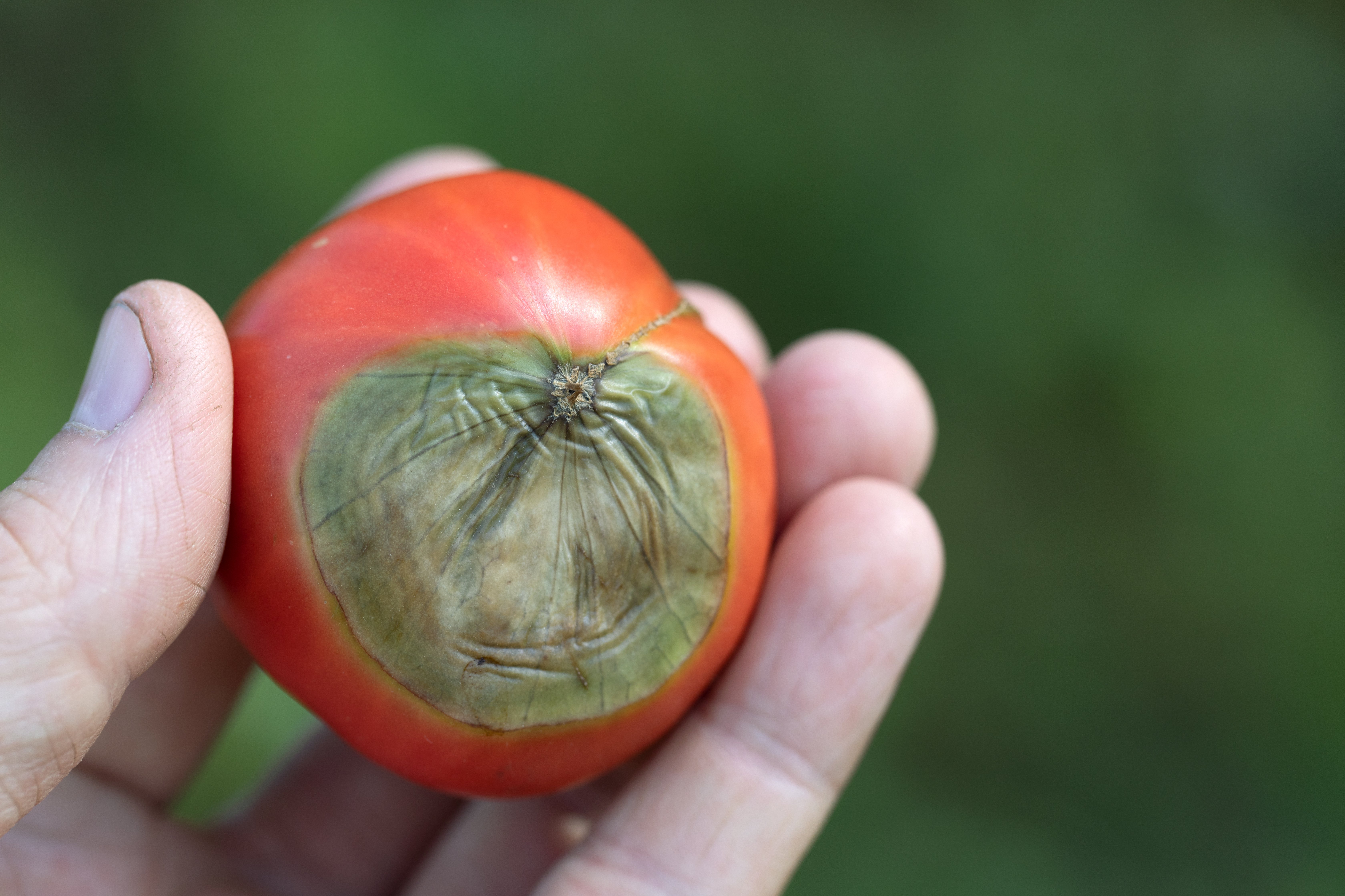 Blossom end rot is a symptom of a calcium deficiency