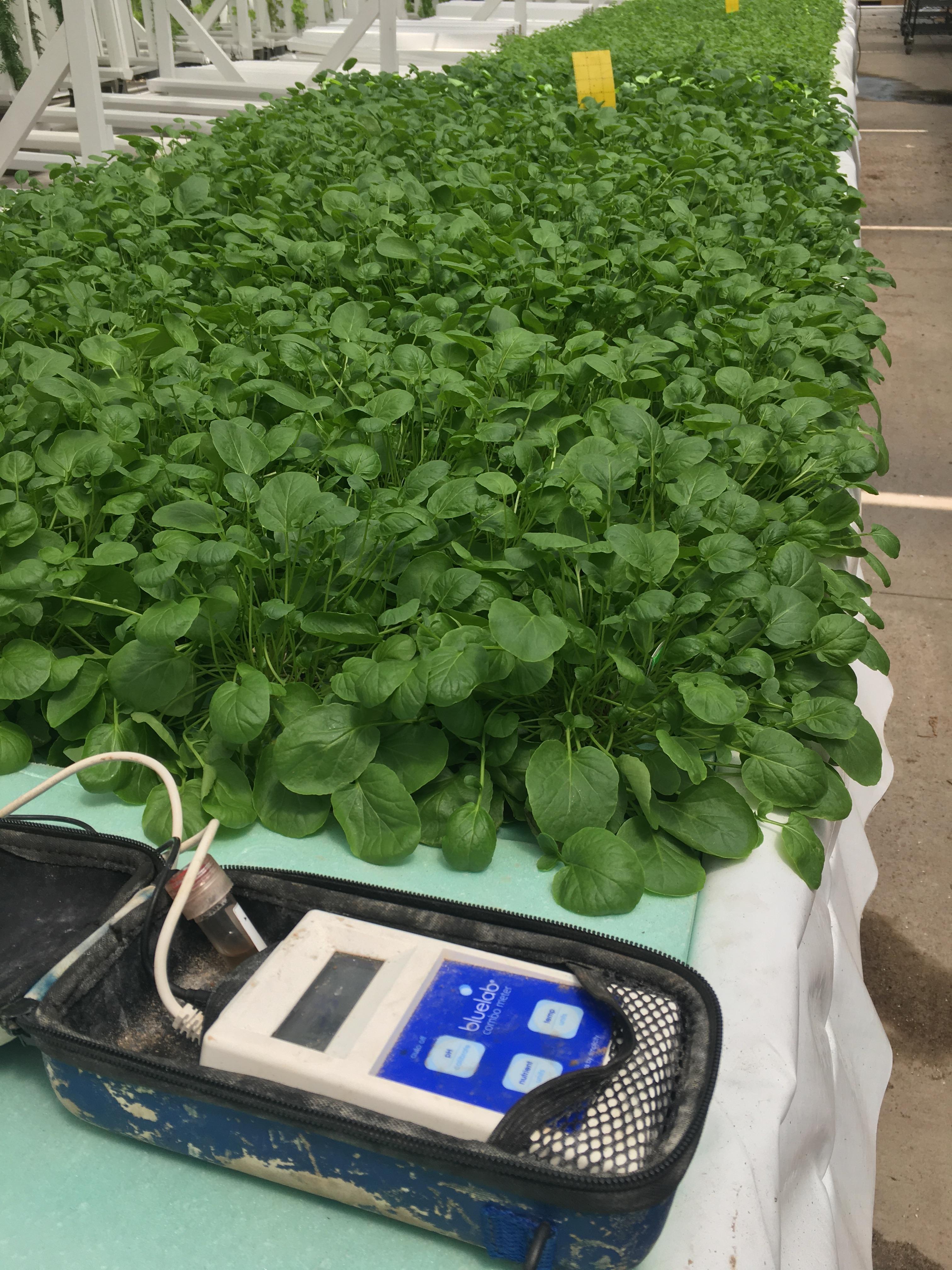 Bluelab Combo Meter in use at CRG Grow