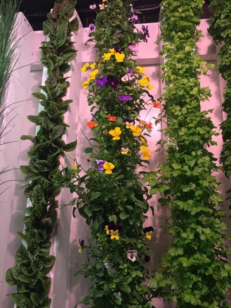 Vertical greens at CRG Grow