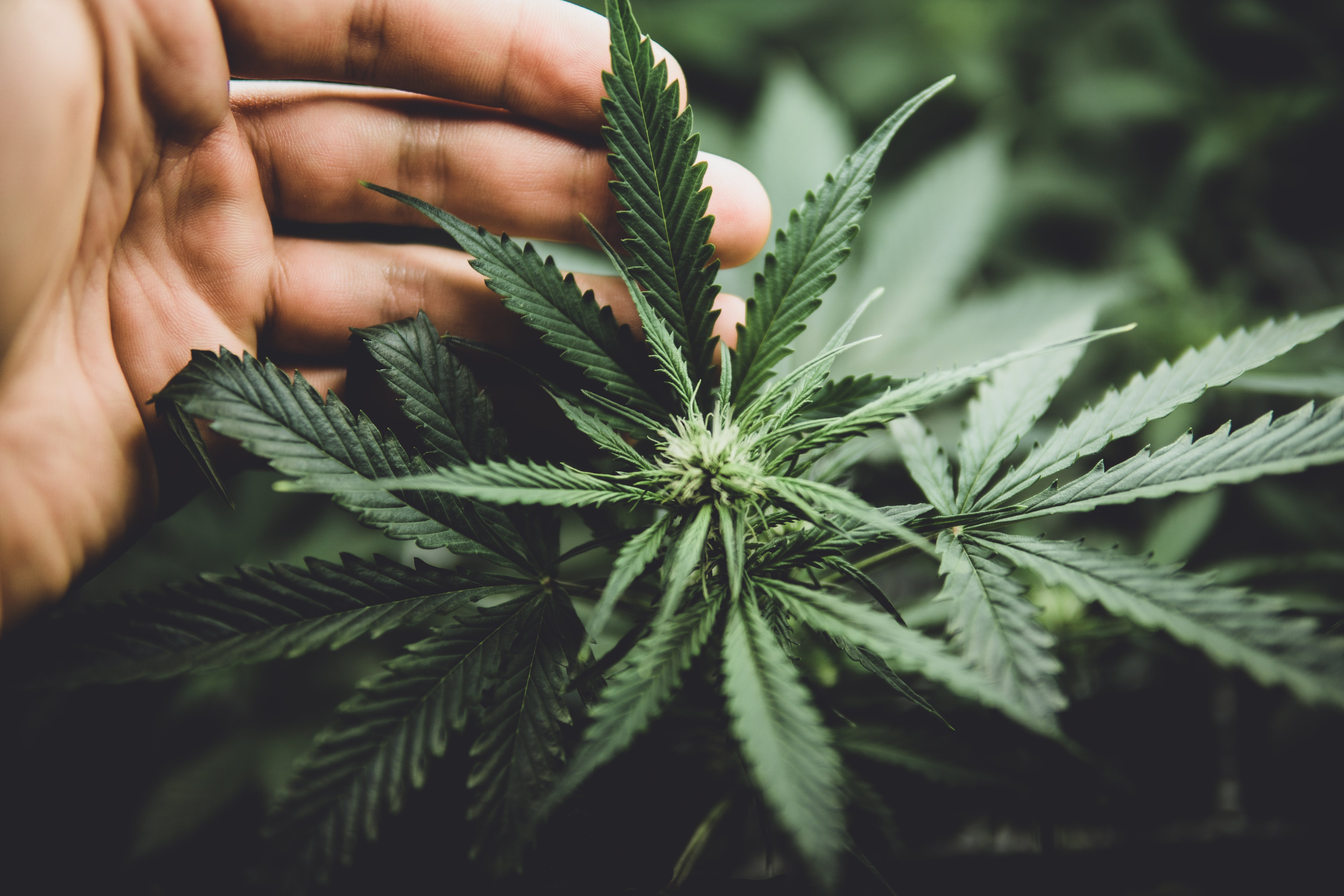 Grower tends to a young cannabis plant