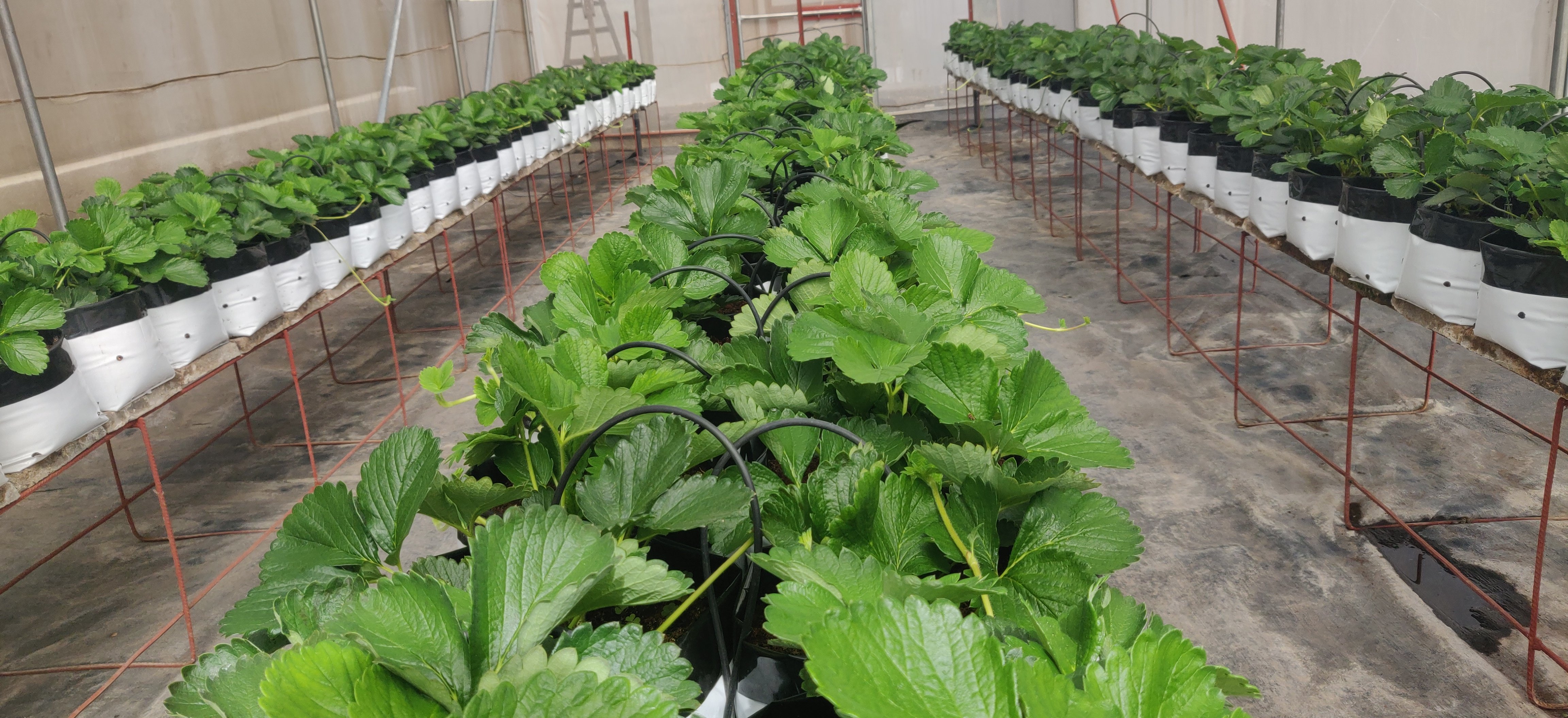 Close up of plants in greenhouse