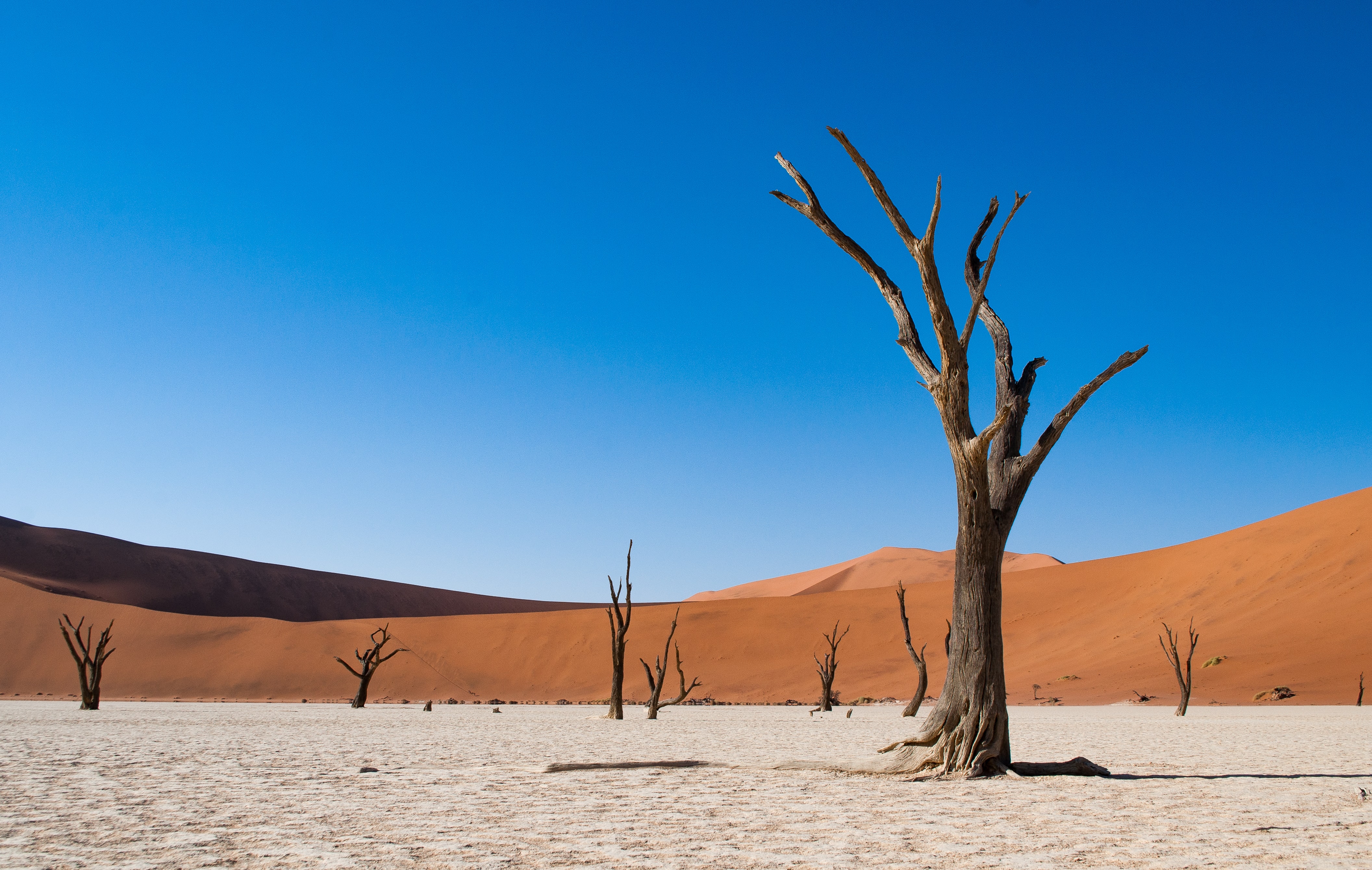 Deadvlei, an extreme desert environment