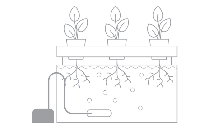 Deep Water Culture (DWC)