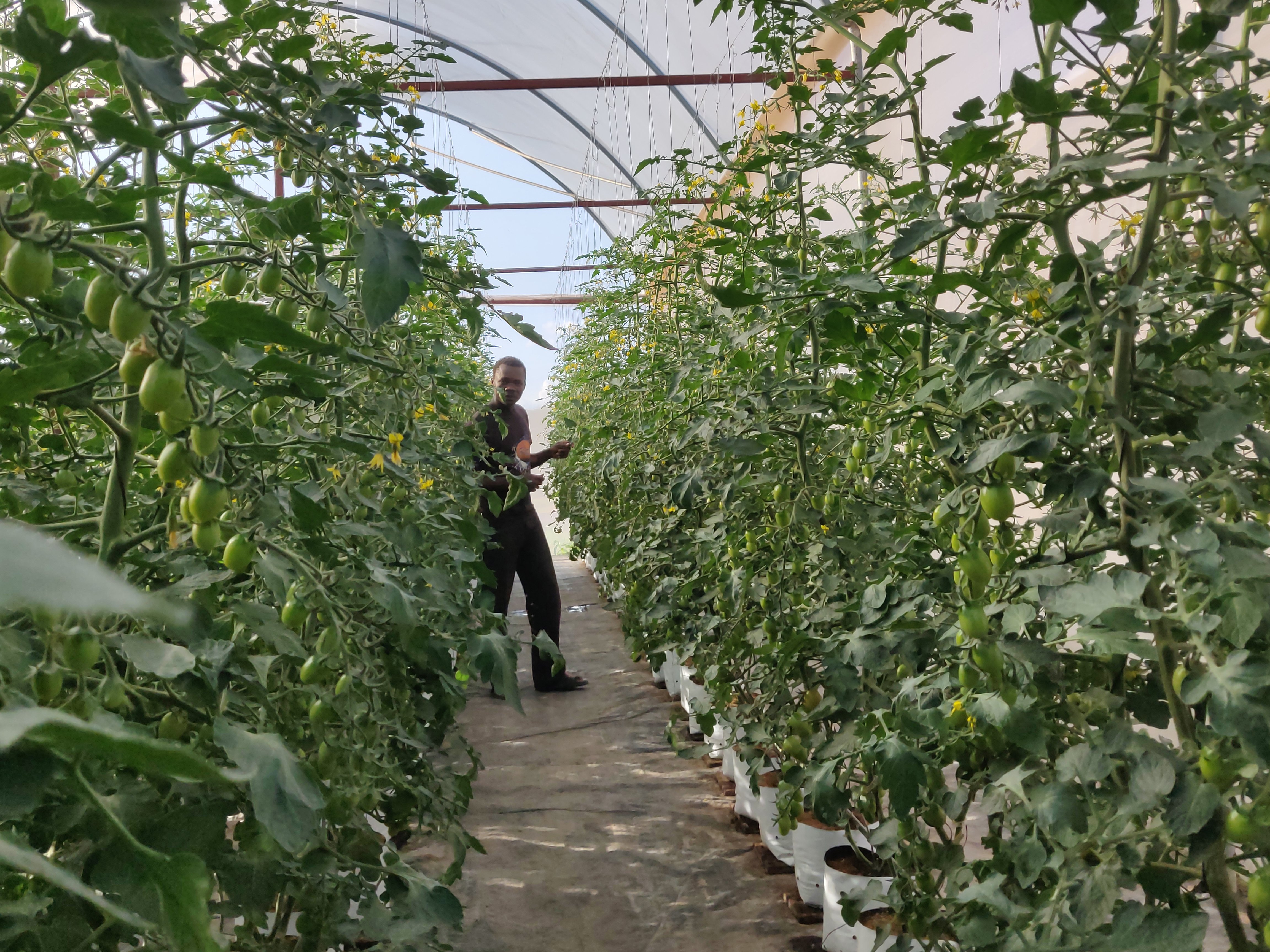 Grower tends to plants in a greenhouse