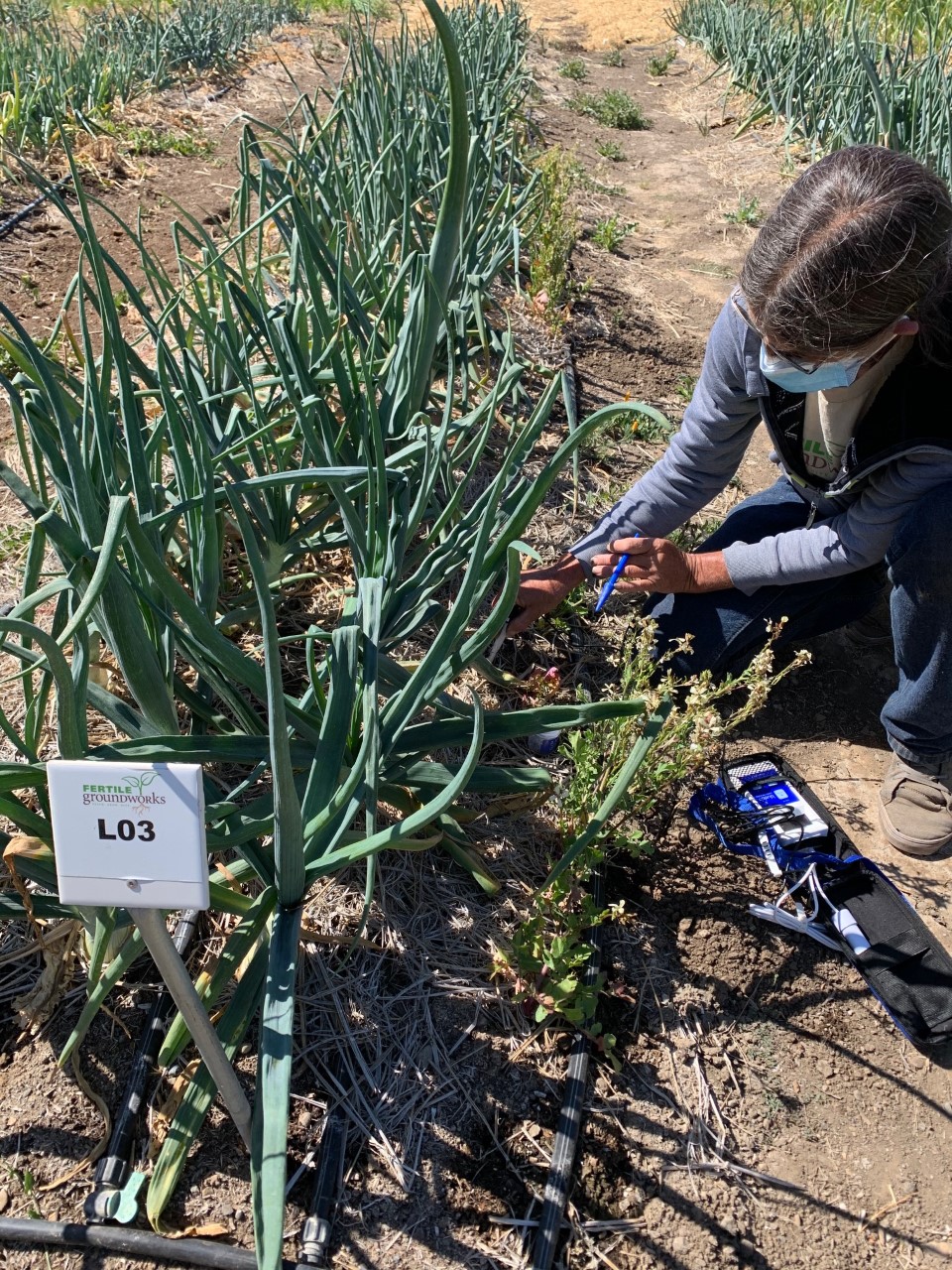 Harvesting in the Bluelab-sponsored plant bed at Fertile GroundWorks