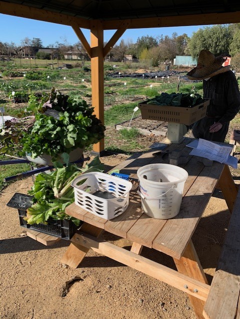 Harvesting leafy greens at Fertile GroundWorks