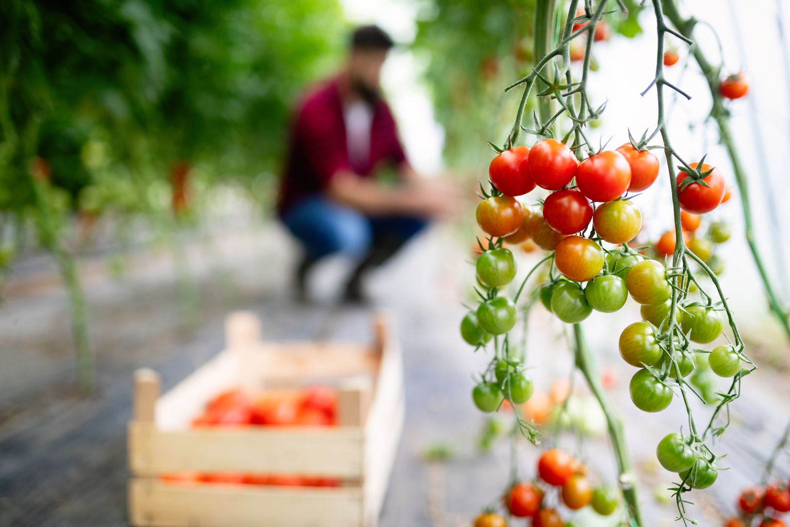 Healthy tomatoes growing on the vine