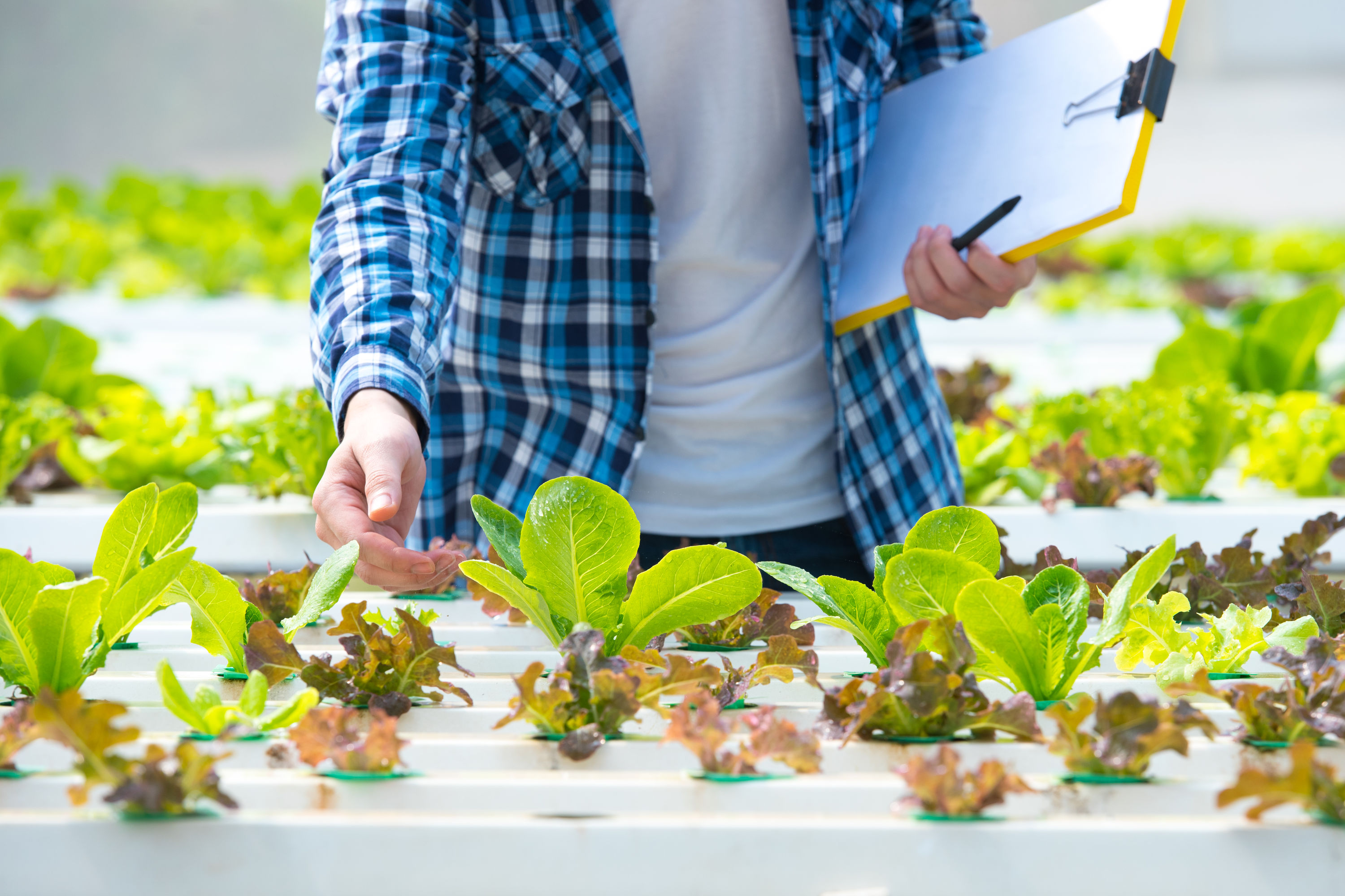 Worker inspects plants in a CEA environment