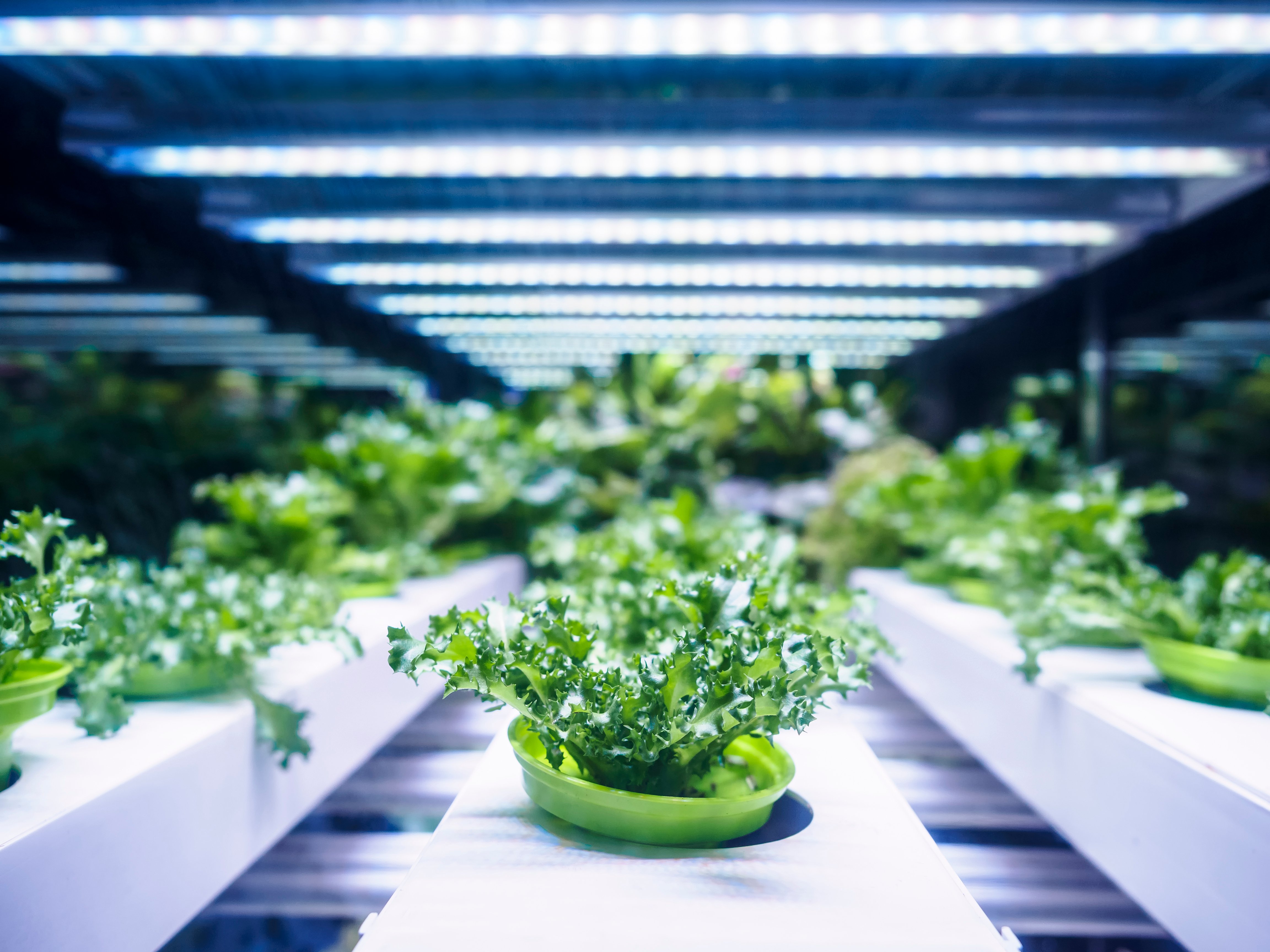 Hydroponic setup with artificial light