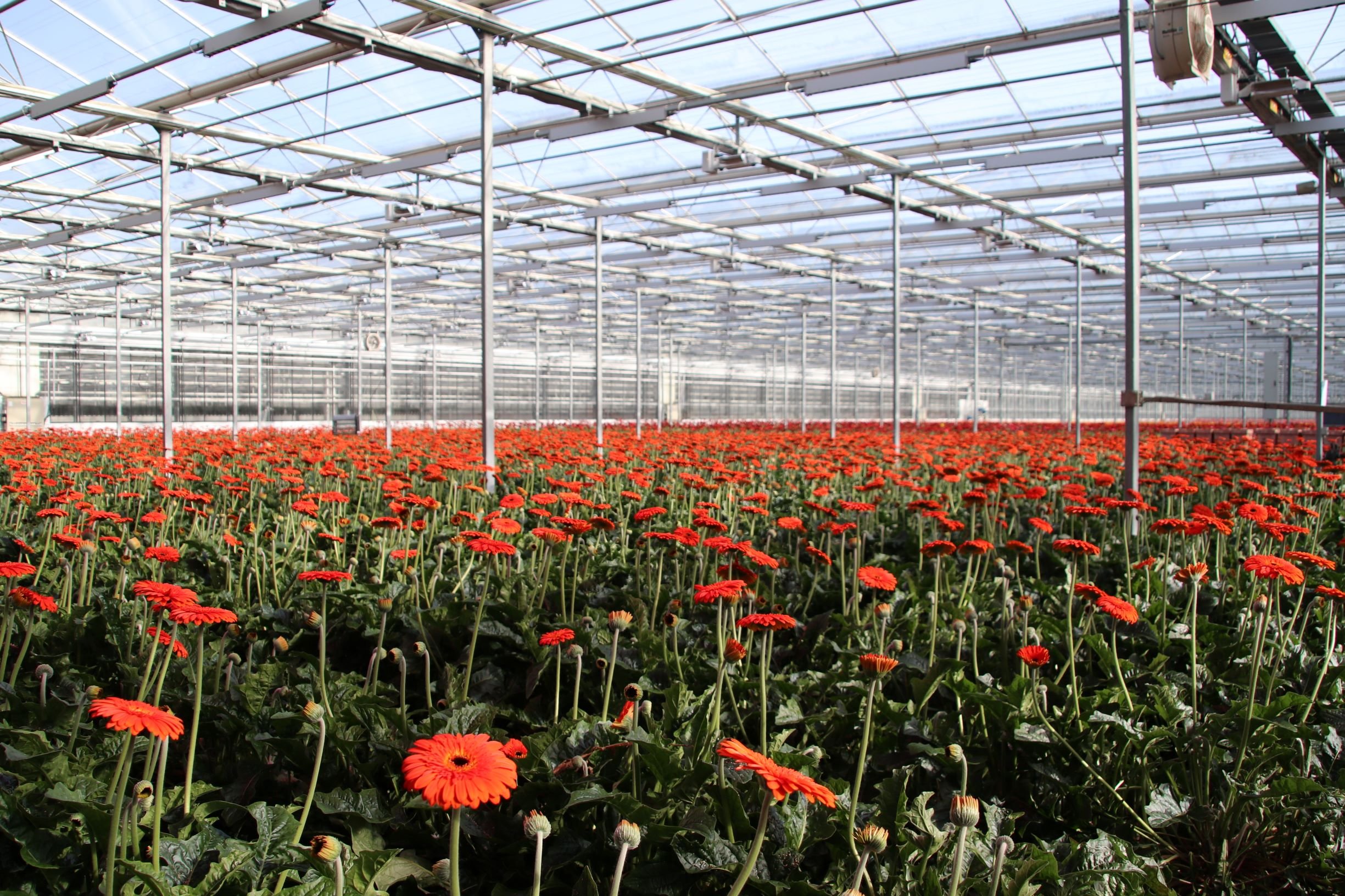 FLOWER Field-of-gerbera-flowers-in-a-greenhouse-in-Nieuwerkerk-944818216_5649x3766 (small)