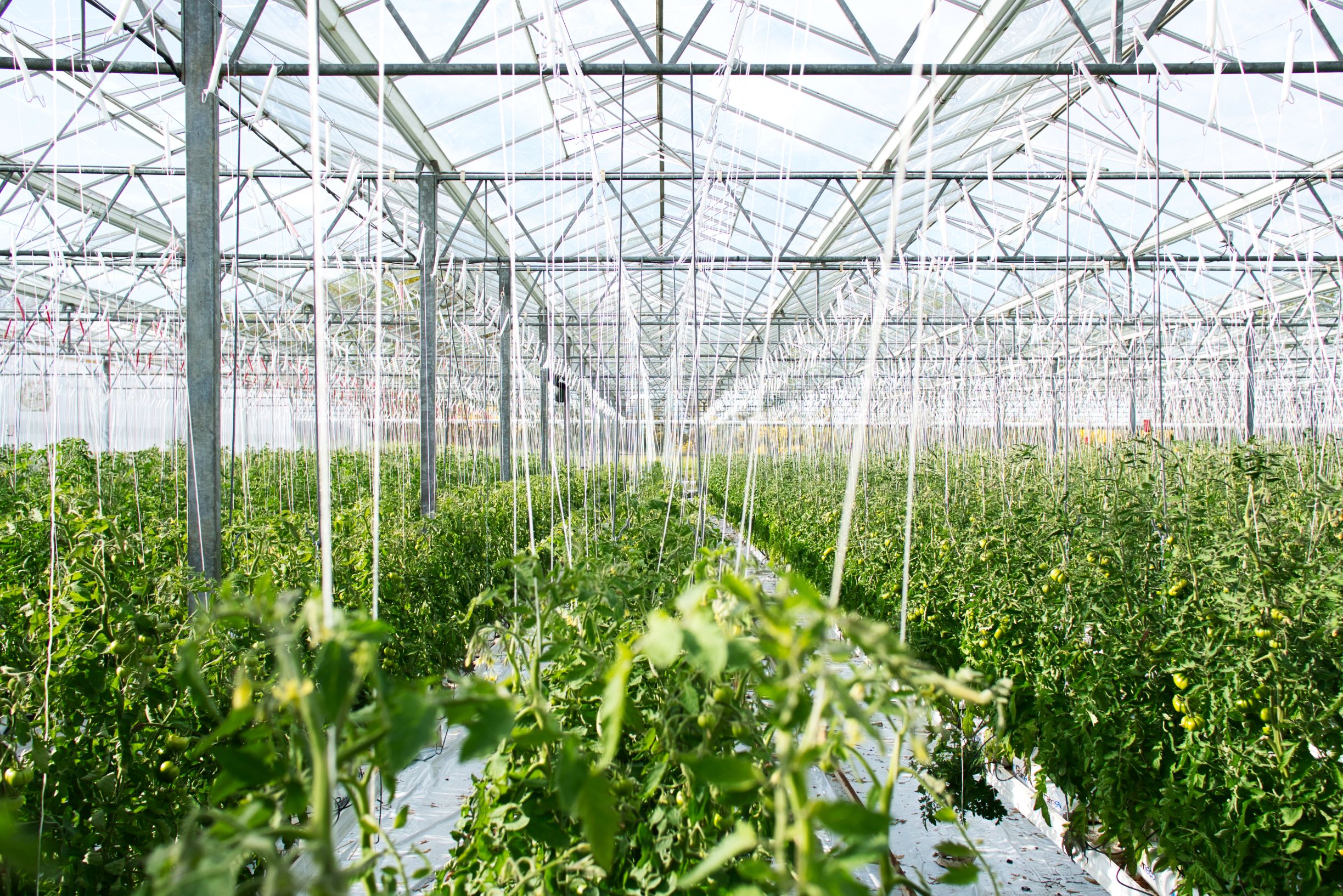 plants growing in a commercial greenhouse