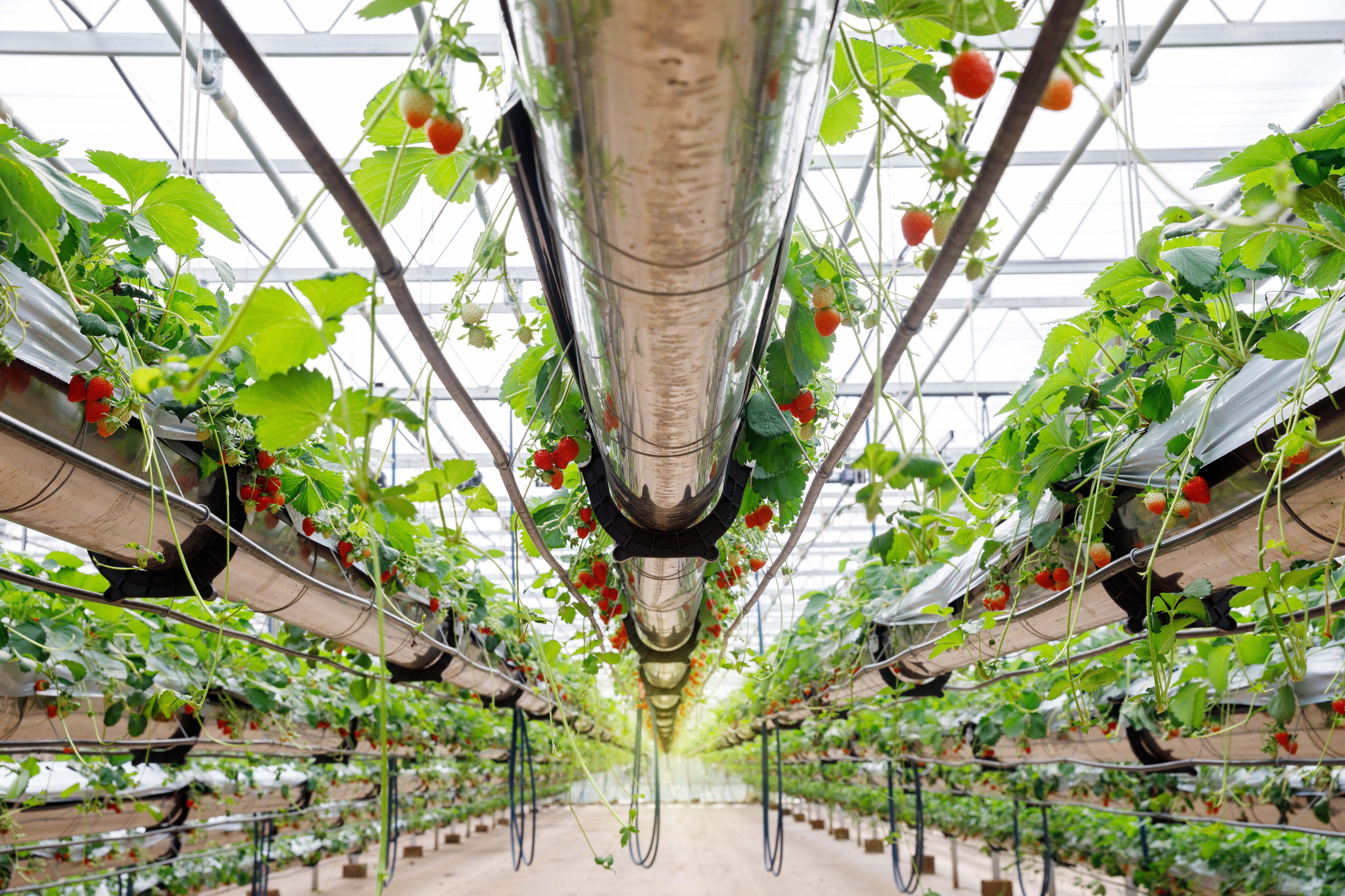 Inside a hydroponic greenhouse growing strawberries