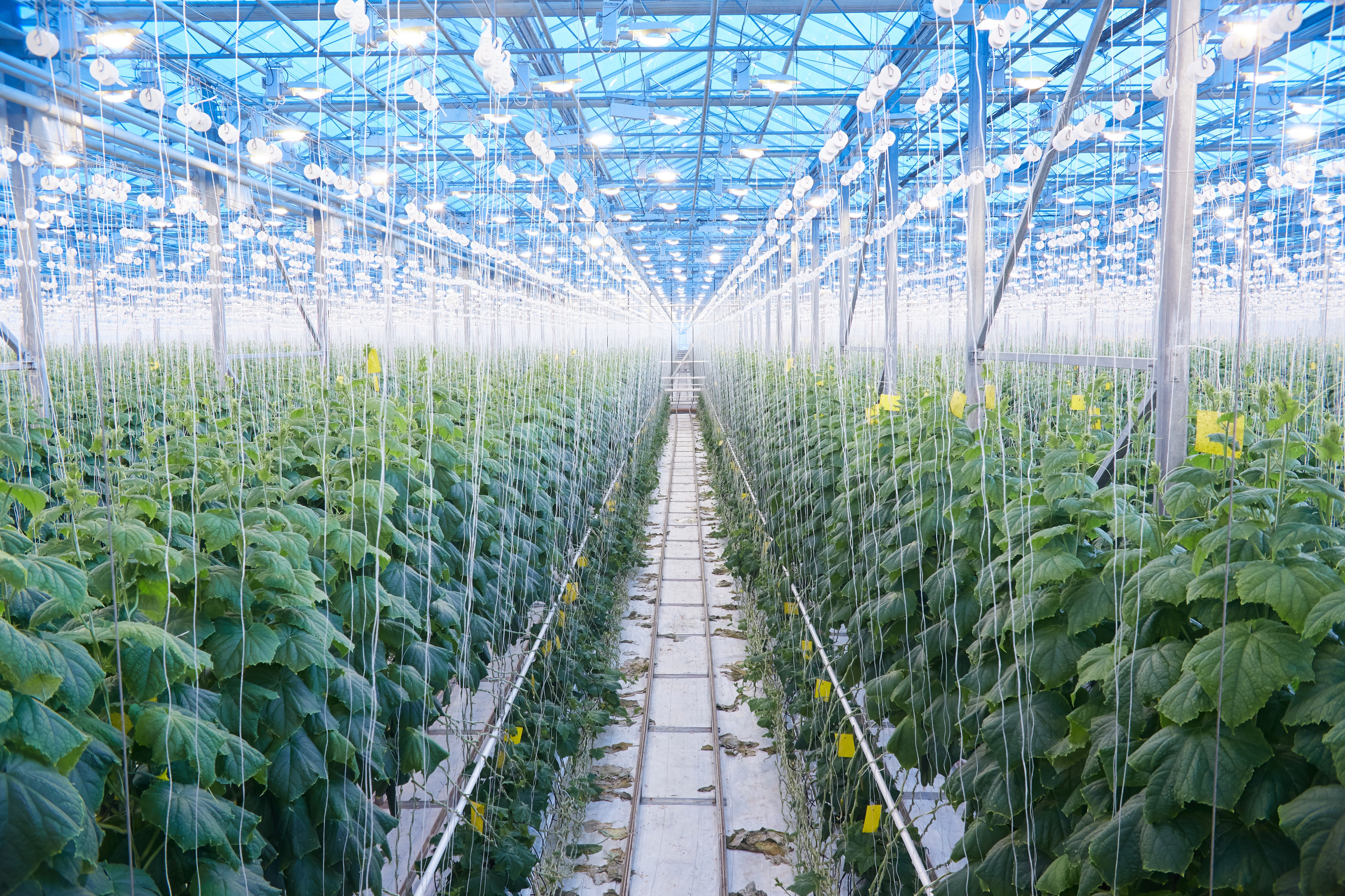 Interior of a CEA greenhouse