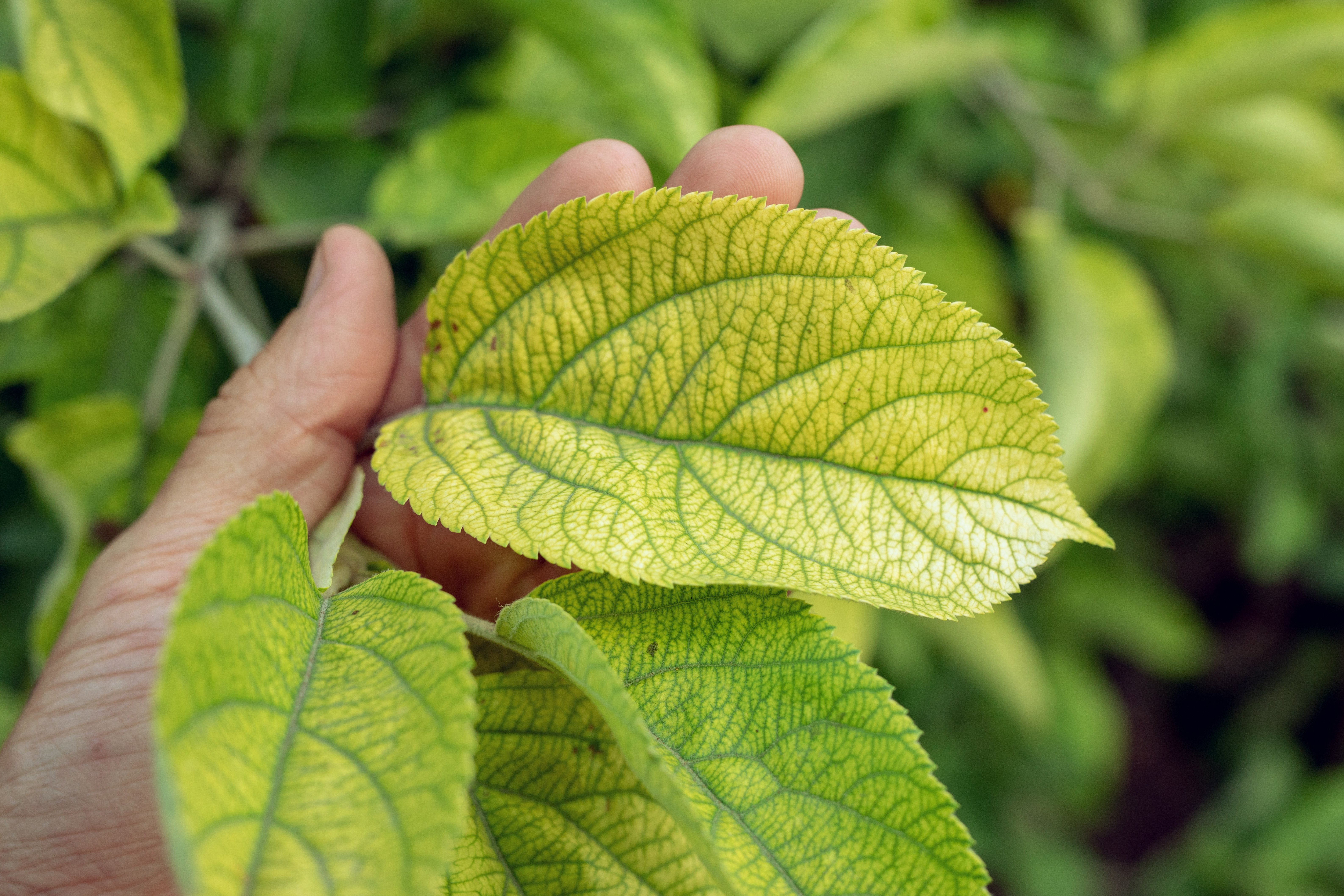 Interveinal chlorosis is a common sign of a nutrient deficiency