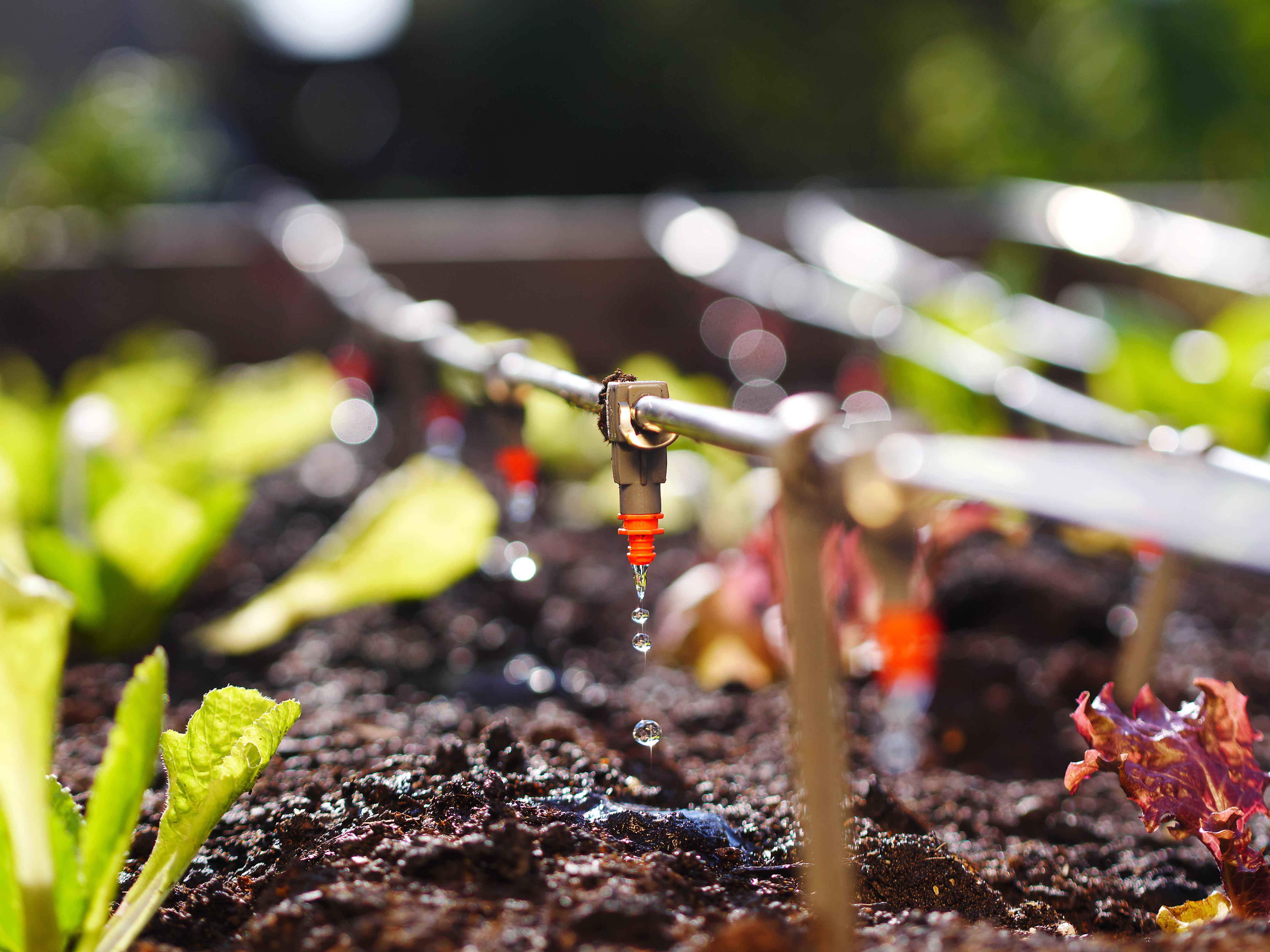 Automatic drip irrigation at a soil-based farm