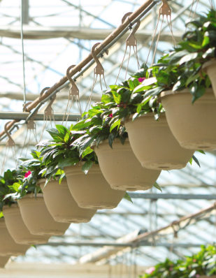 Hanging flowerpots at Kawahara Nurseries