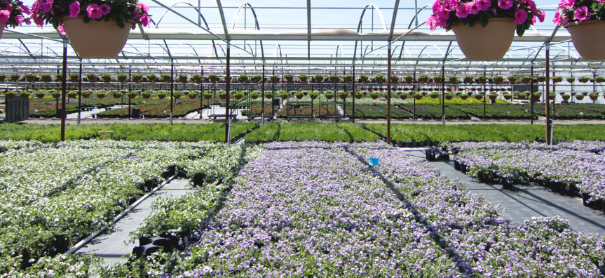 Flowers in bloom at Kawahara Nurseries