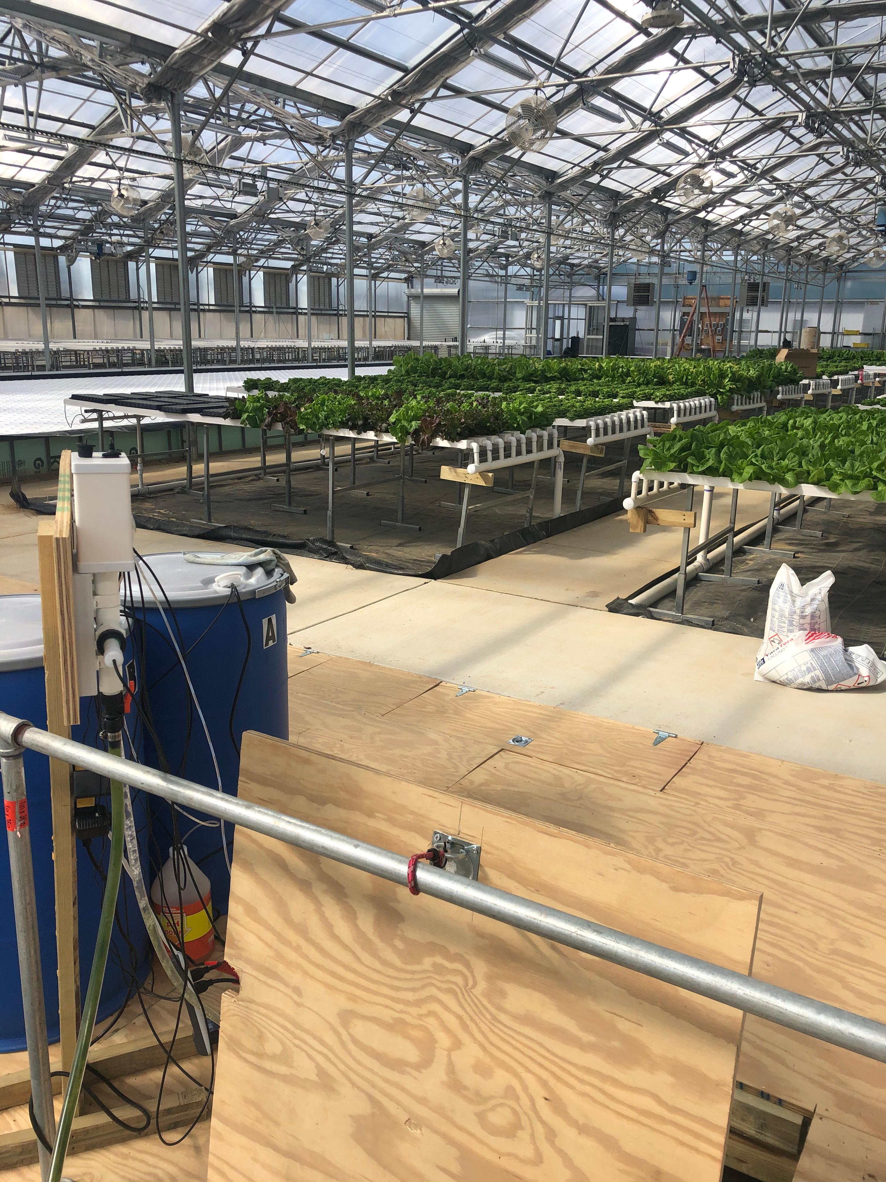 Inside the greenhouse at Mary's Land Farm