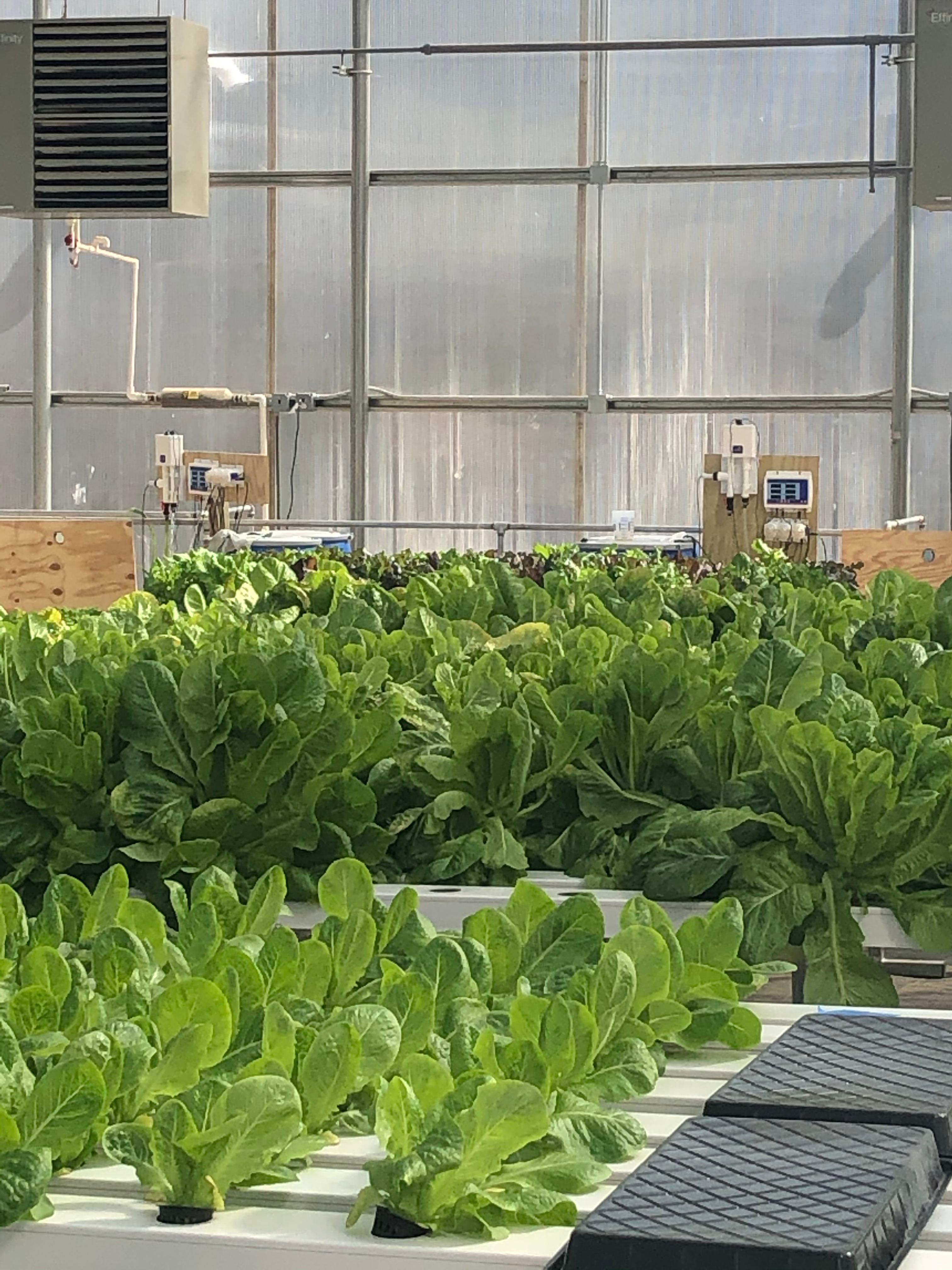 Leafy greens at the Mary's Land Farm greenhouse