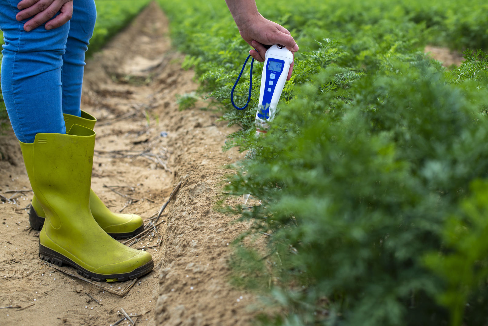 Measuring pH with a Bluelab Soil pH Pen