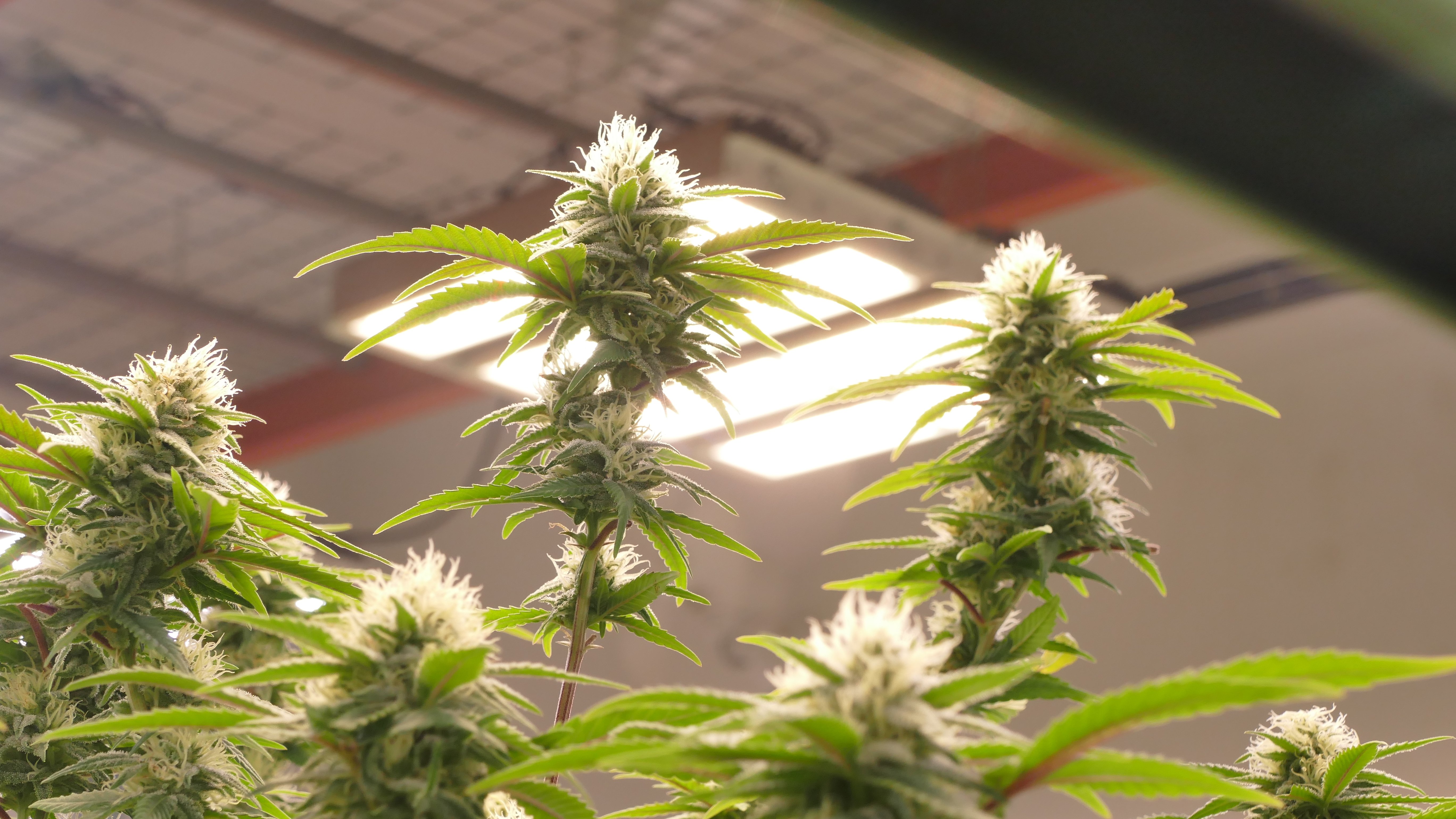 Buds of medicinal cannabis framed by LED lighting panels