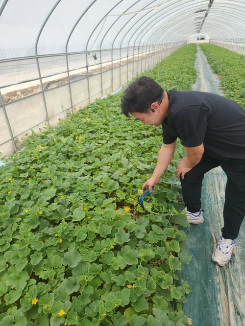 Melon Grower-1