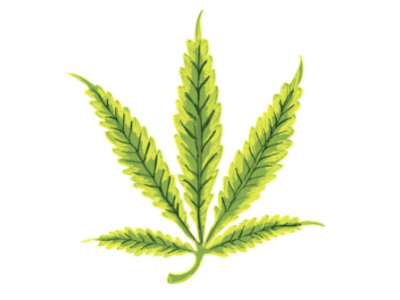 Cannabis leaf showing signs of nitrogen nutrient deficiency
