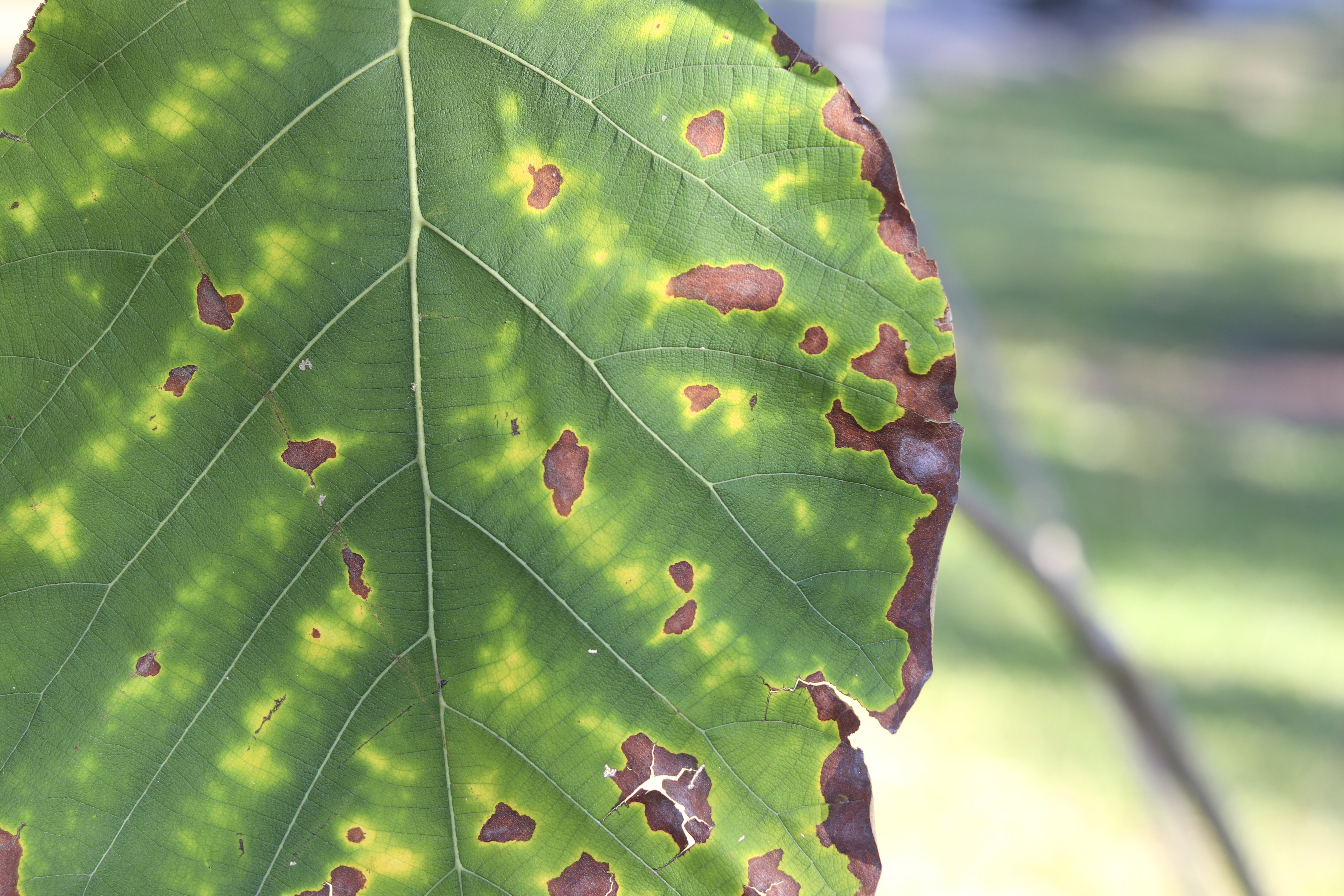 Scorched leaf edges are a sign of nutrient deficiency