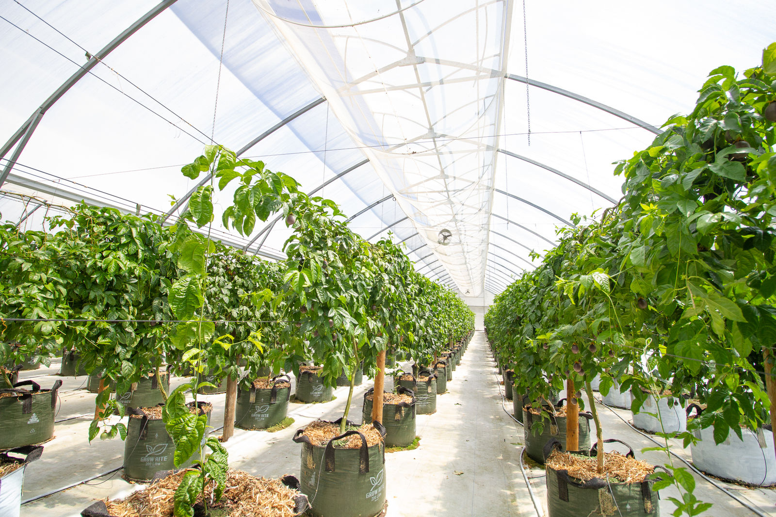 Passionfruit grown at Scott Pilcher's farm