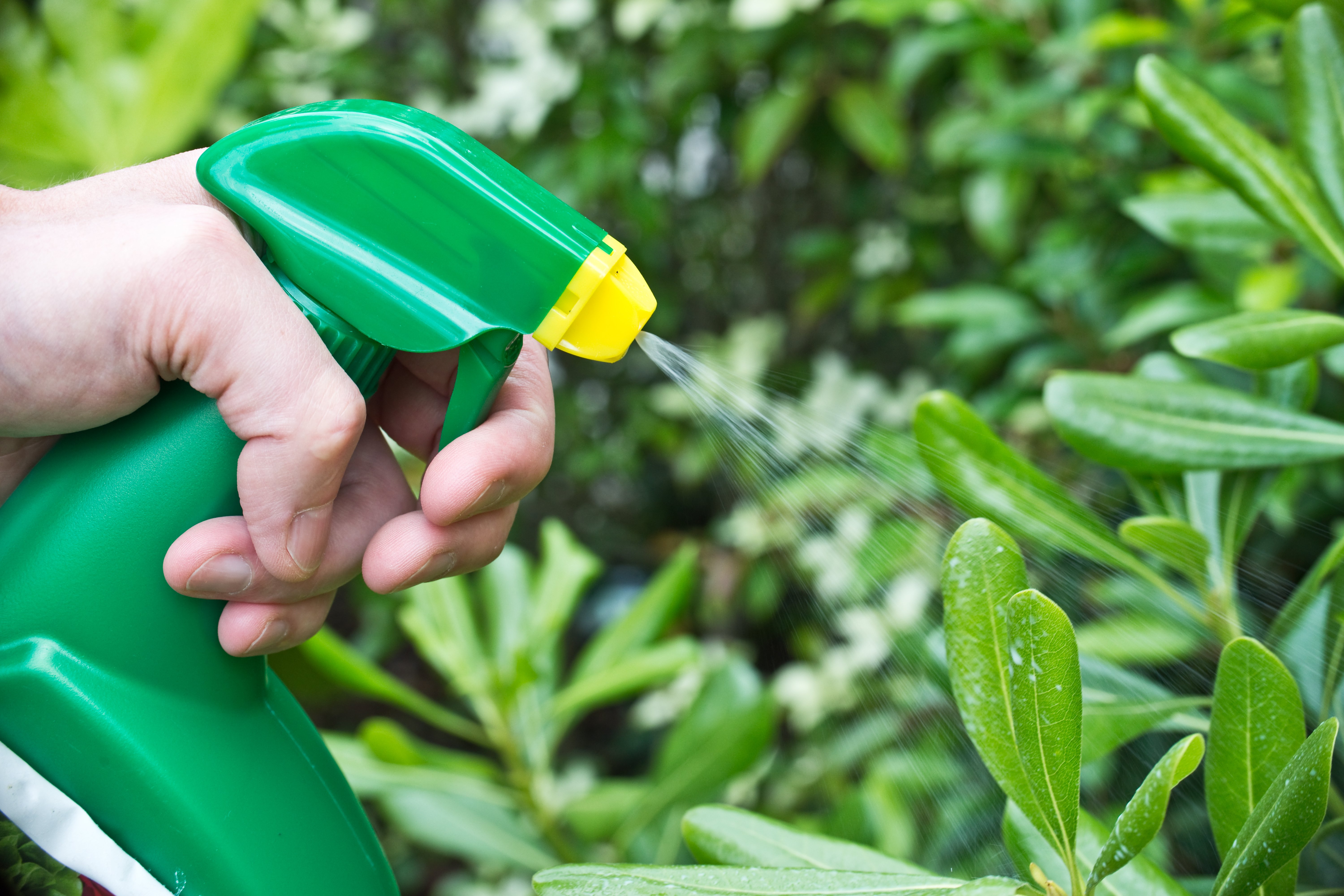 Grower sprays a chemical pesticide on plant leaves