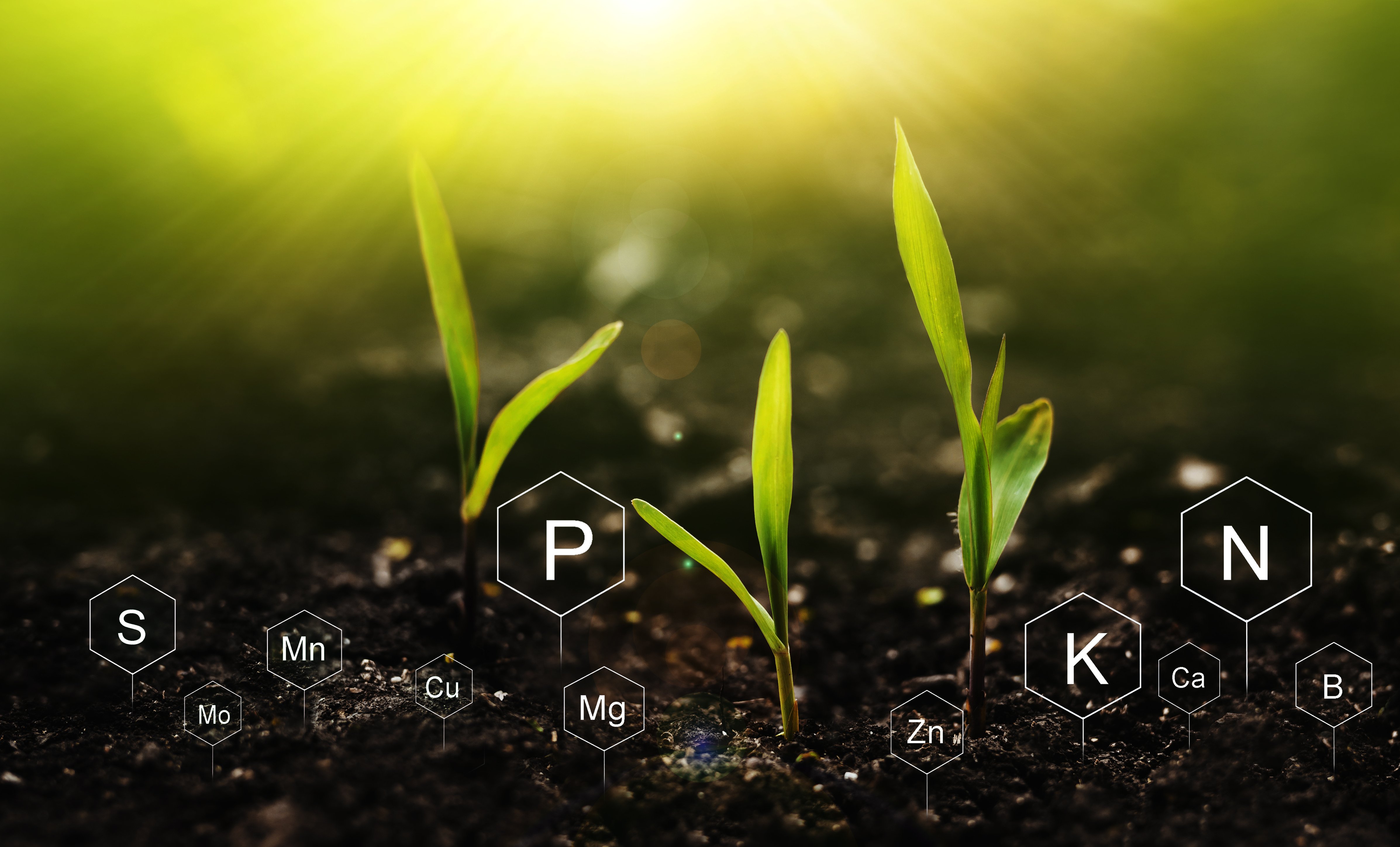 Young plants grow in soil with symbols of essential nutrients superimposed on the image