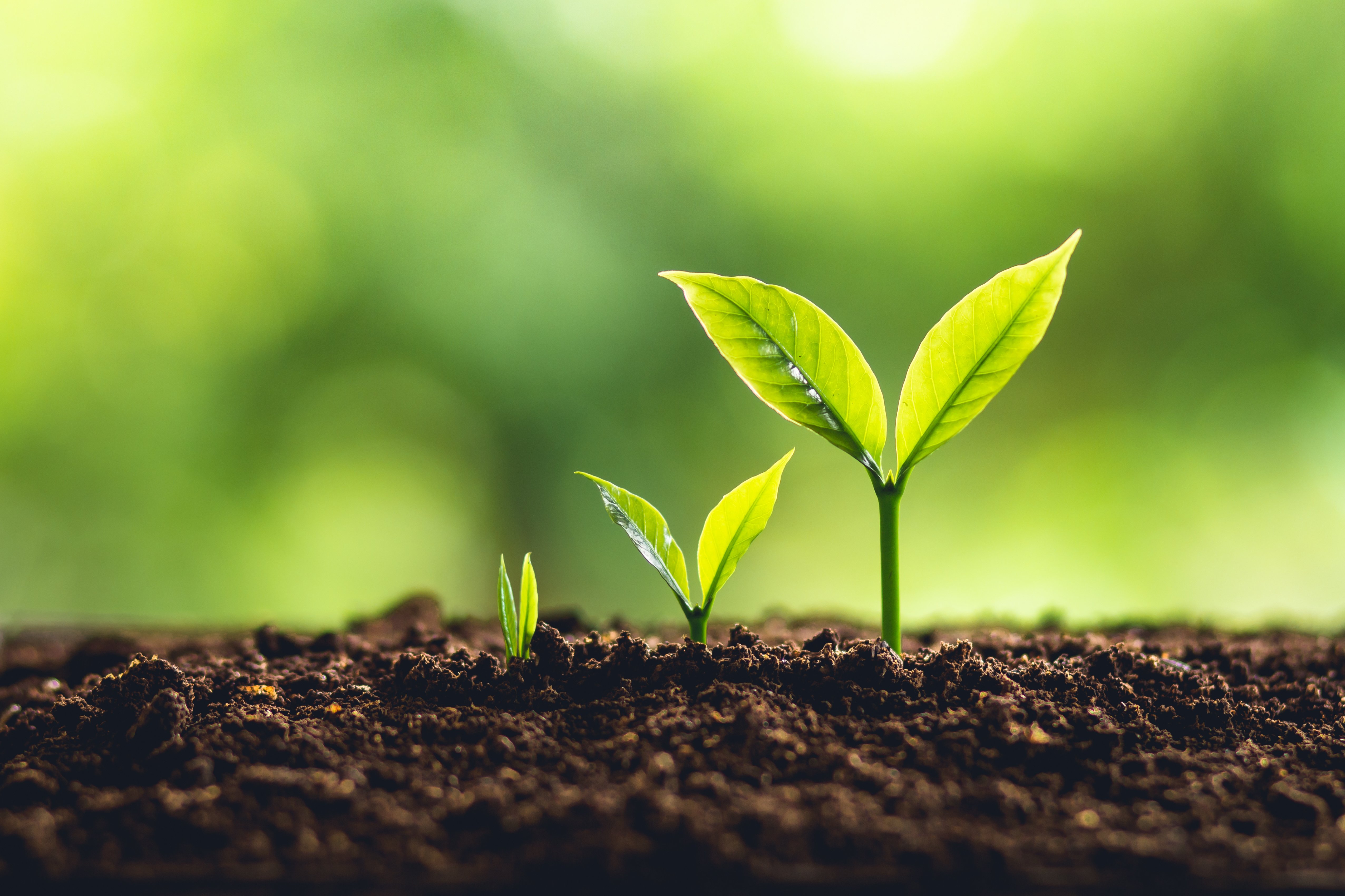 Three young plants grow in soil