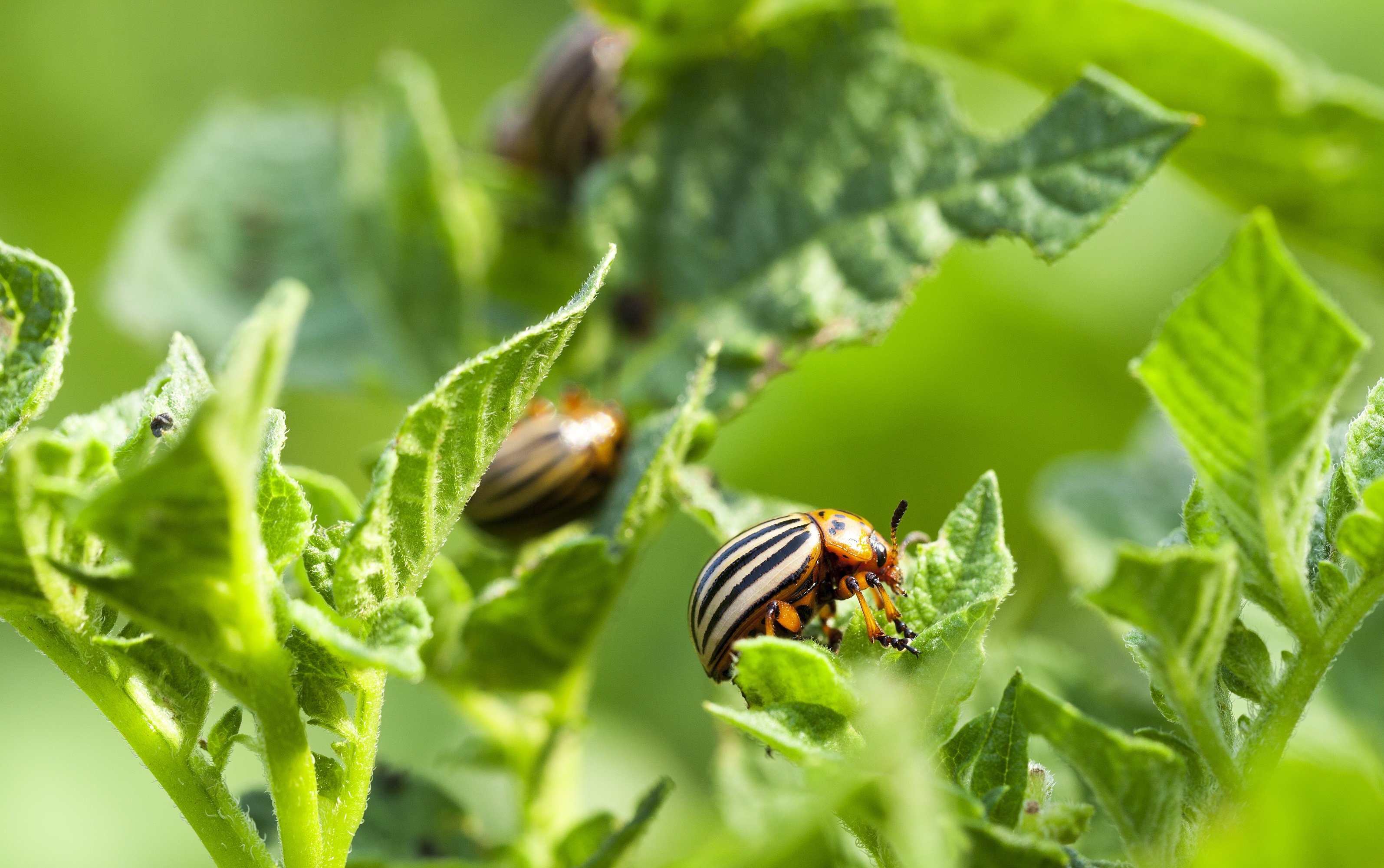 Potato beetles crawling on plants
