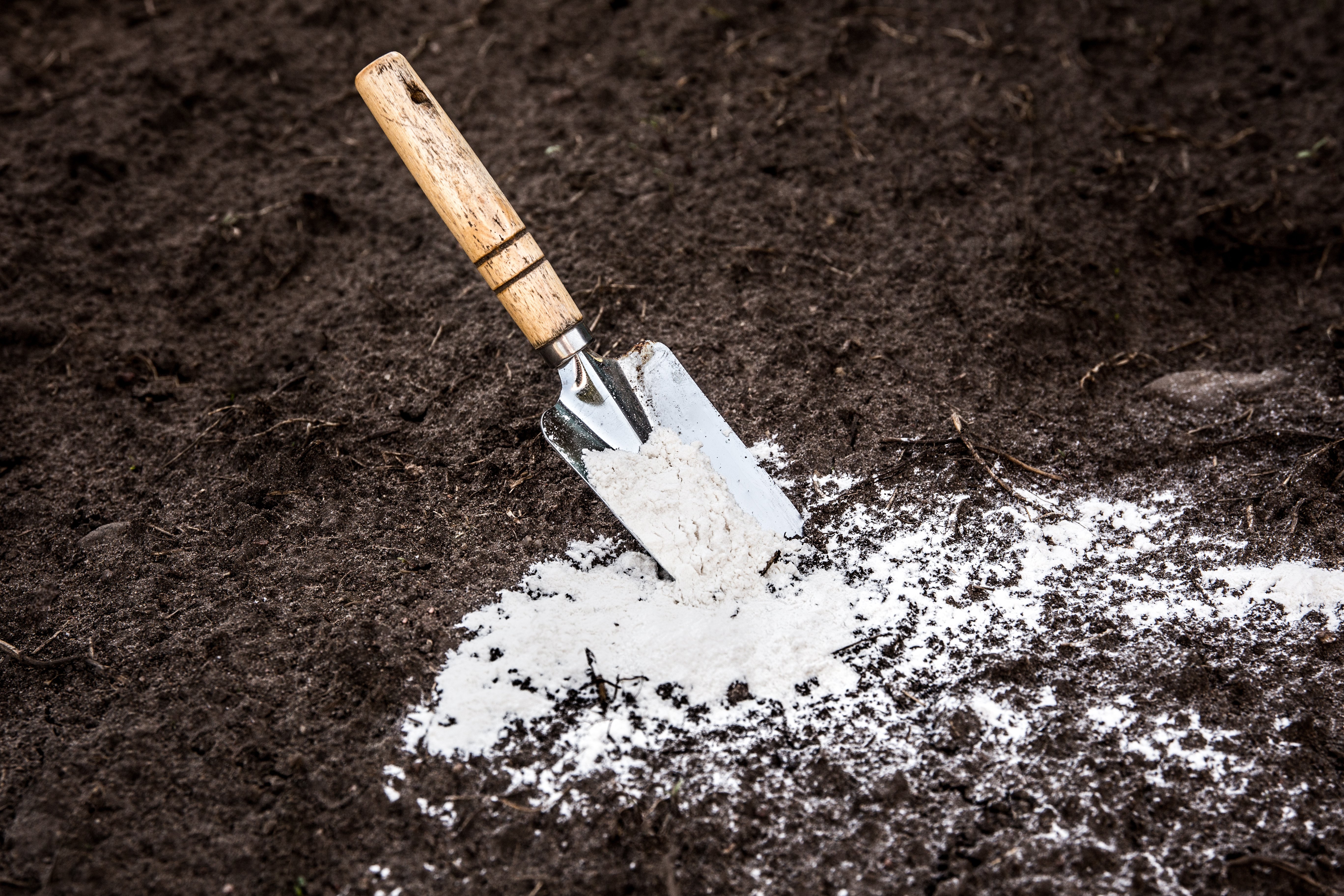 Powdered limestone being applied to soil