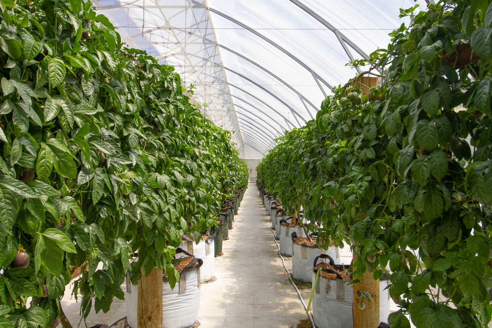 Passionfruit plants growing inside a CEA greenhouse