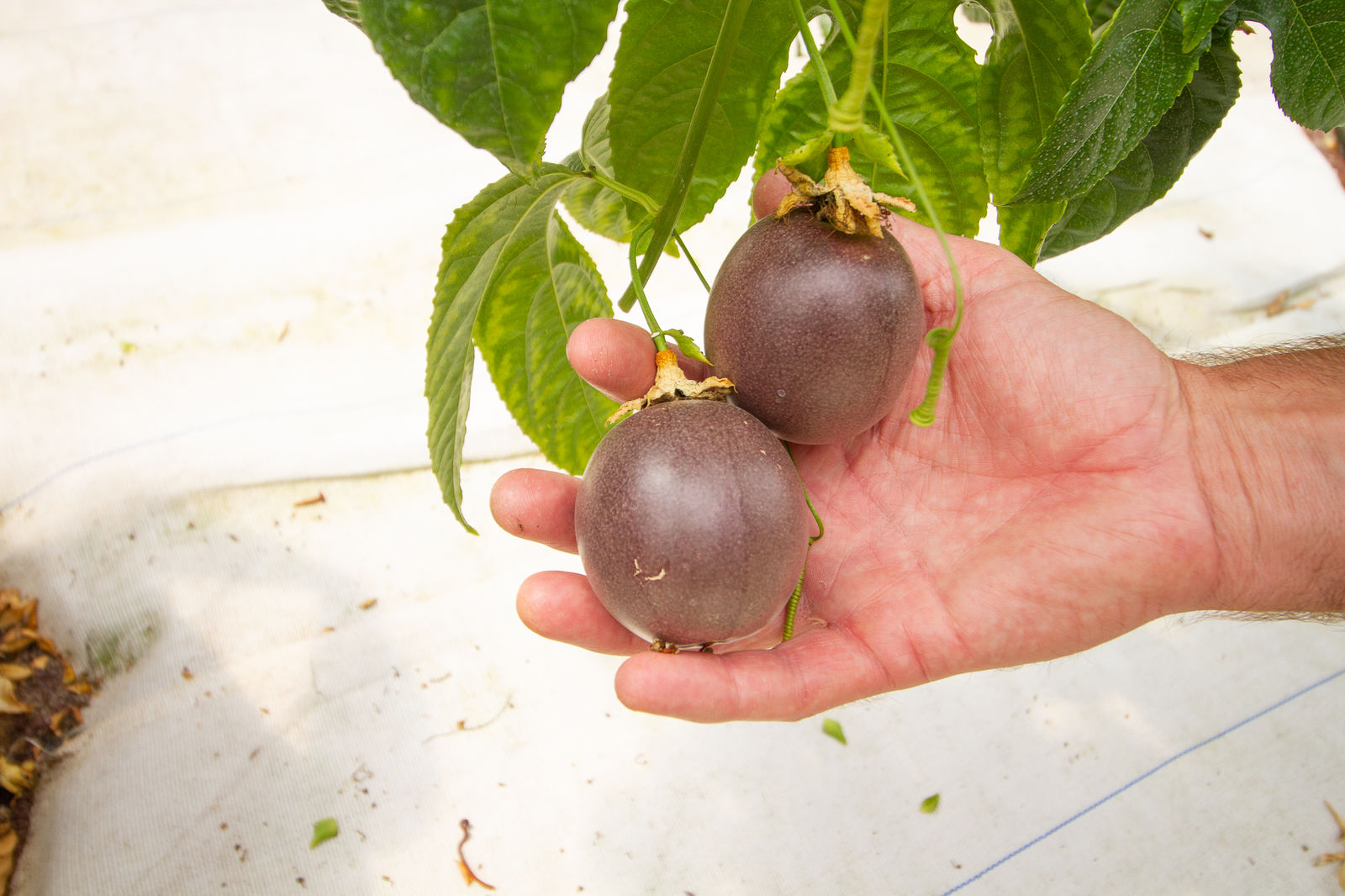 Passionfruit harvested at Scott's Place