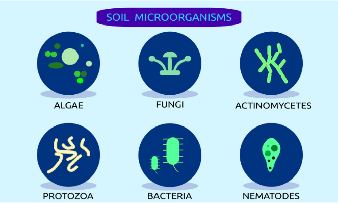 Microorganismos del suelo