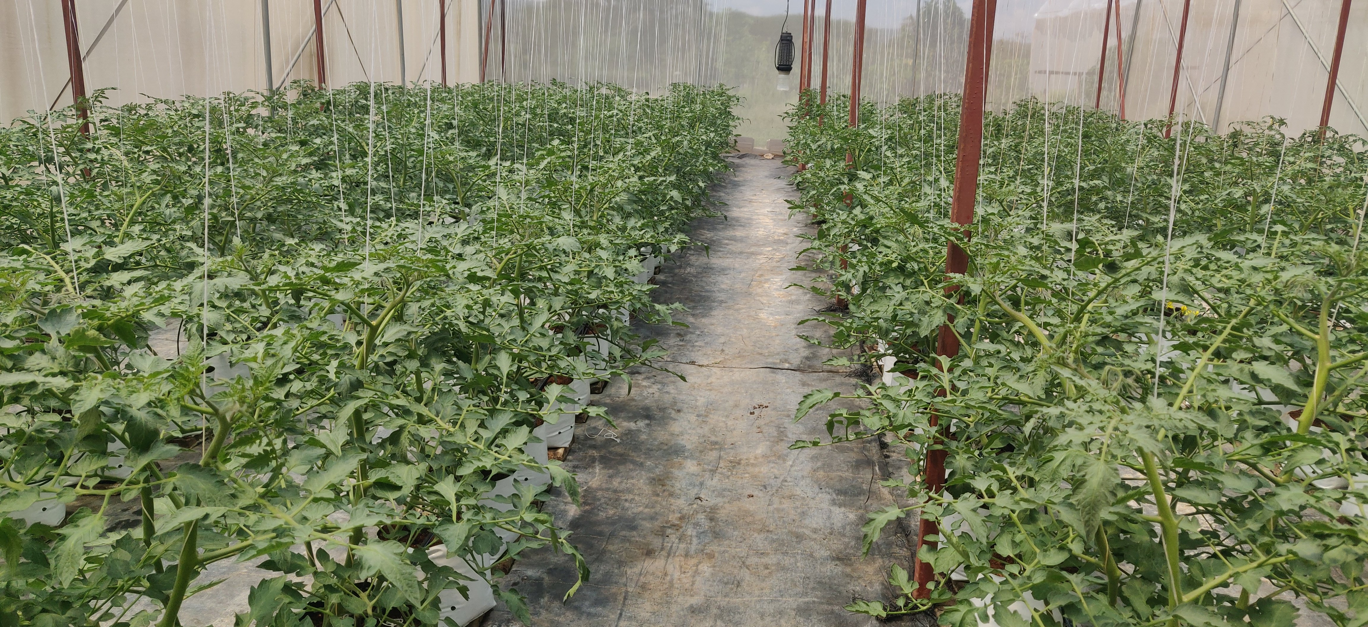 Tall plants growing in a greenhouse