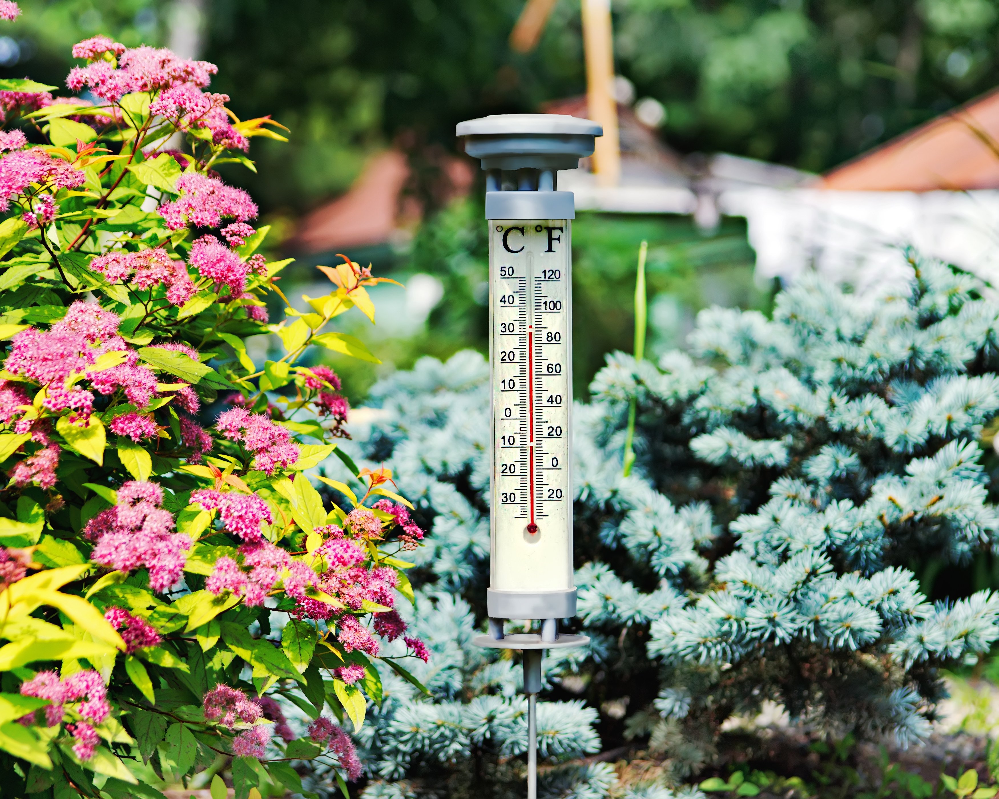 A temperature gauge stands in a colourful outdoor garden