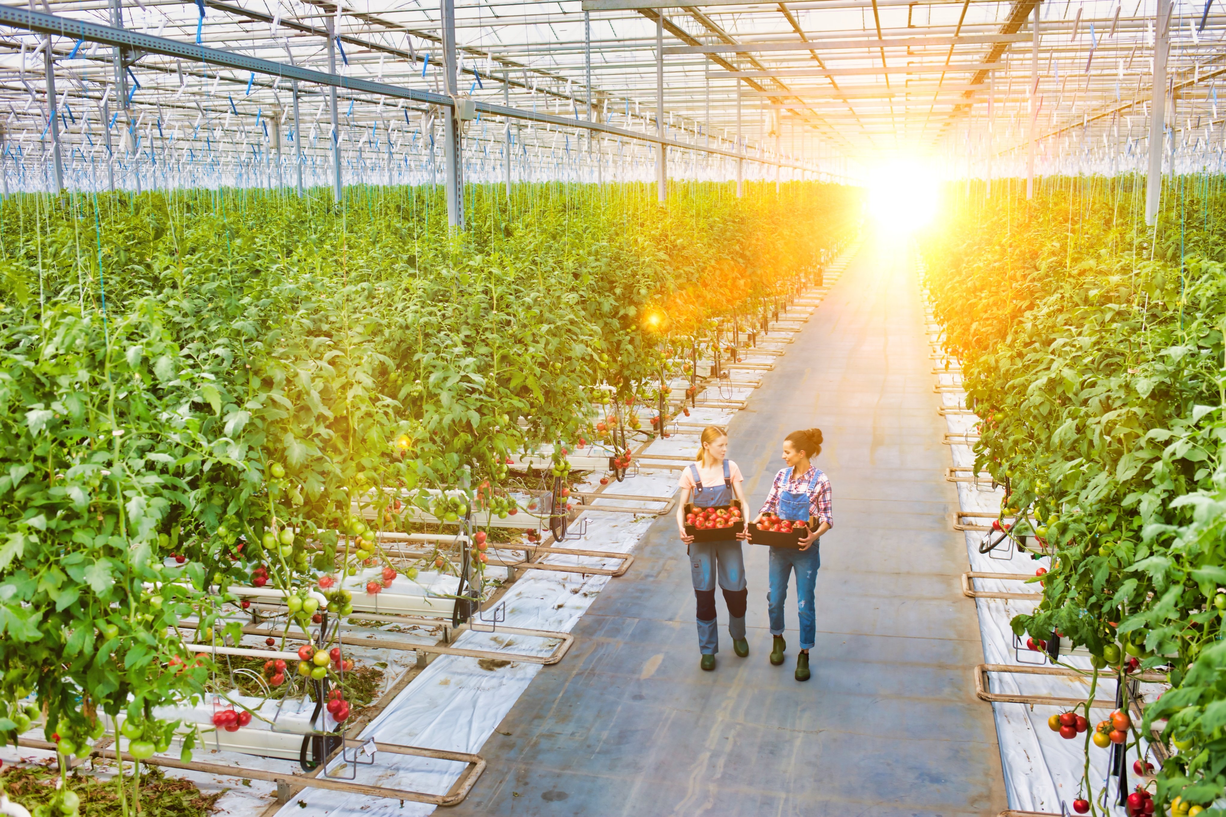 Two growers walk within a greenhouse