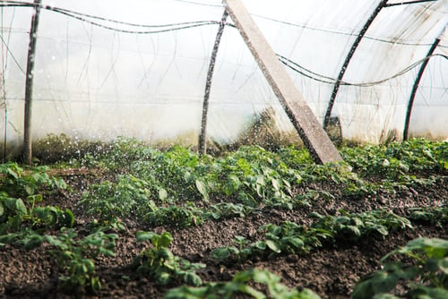 Болезни теплиц. Картофель в защищенном грунте. Water System of Greenhouse. Грядки надо поливать ожидаются заморозки. Types of watering in the Greenhouse.