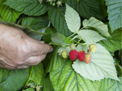magnesium deficiency in a raspberry plant