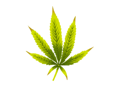 A cannabis leaf showing signs of nutrient burn