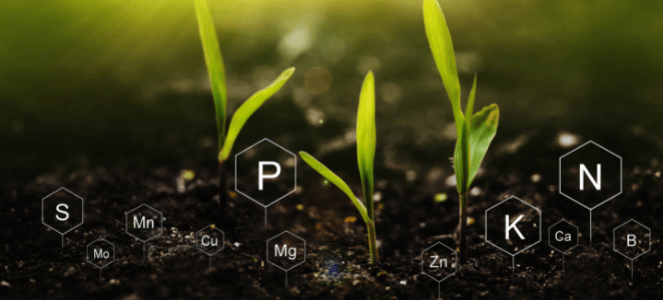 El nitrógeno, el fósforo y el potasio son nutrientes esenciales para el crecimiento vegetal