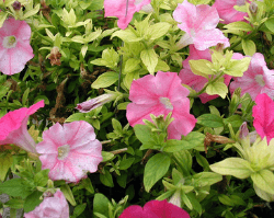 Petunias showing pale leaves and flowers